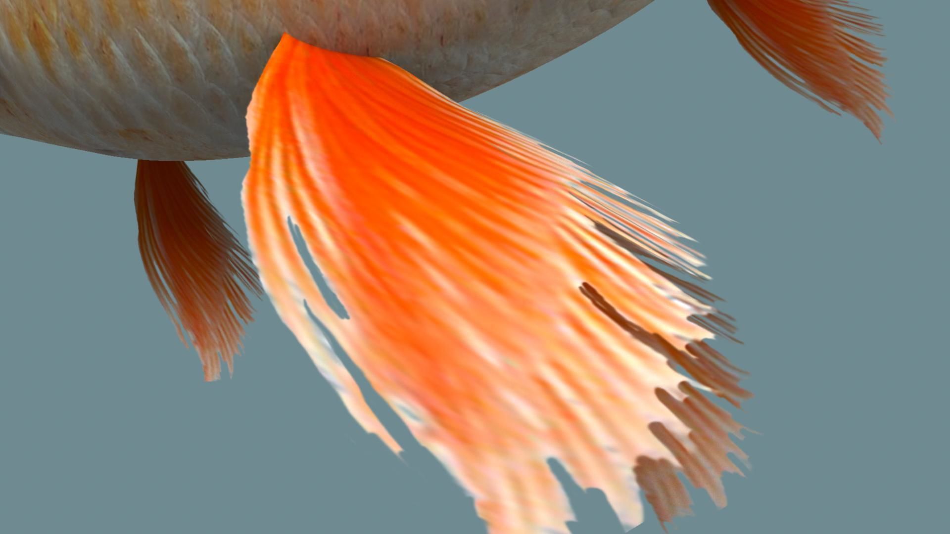 Gold fish 3D model_20