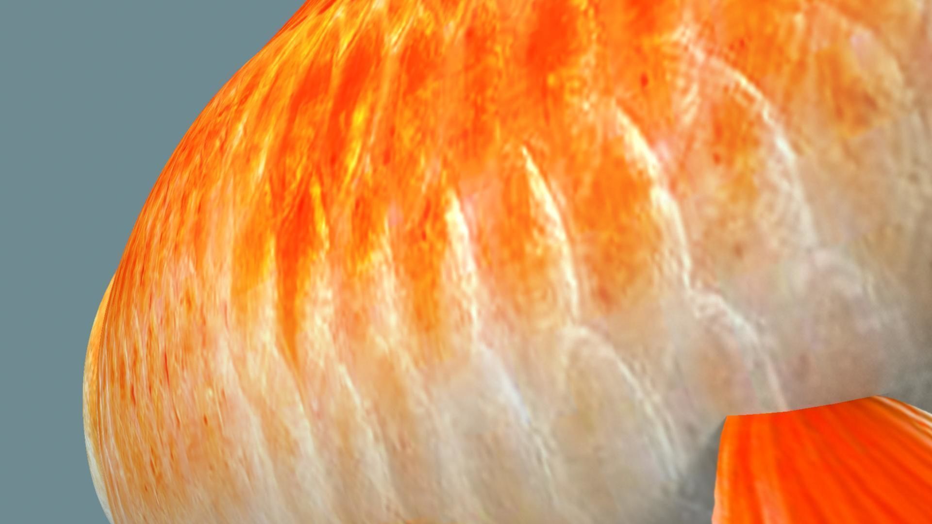 Gold fish 3D model_10