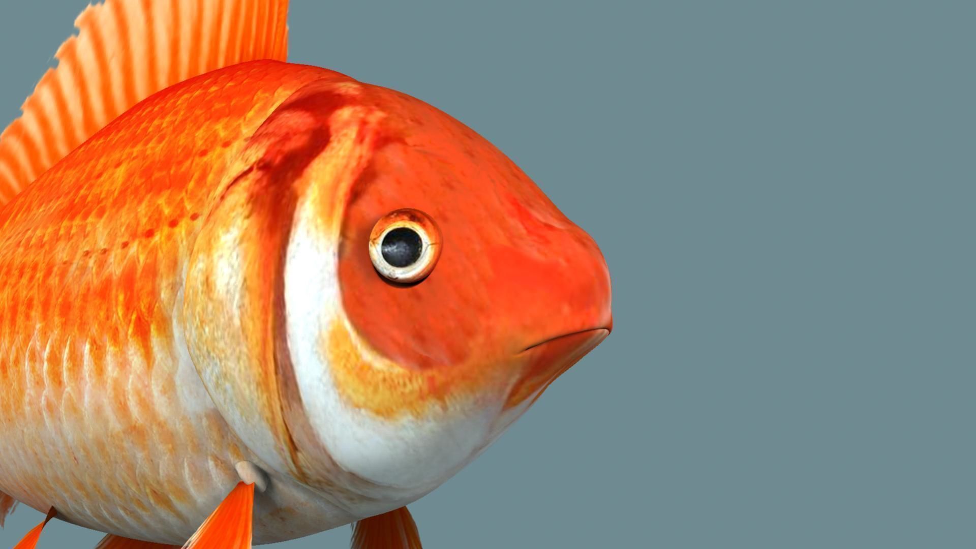 Gold fish 3D model_11