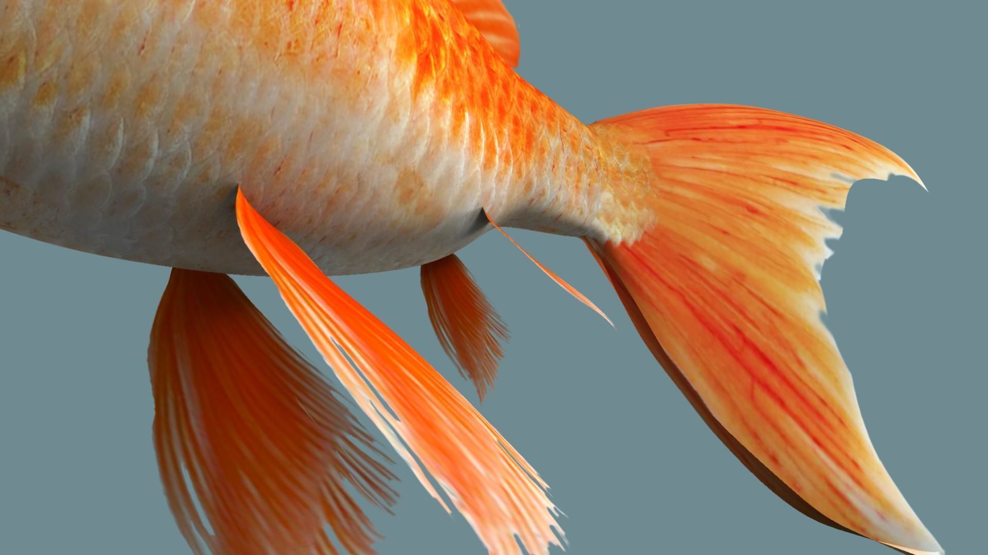 Gold fish 3D model_15