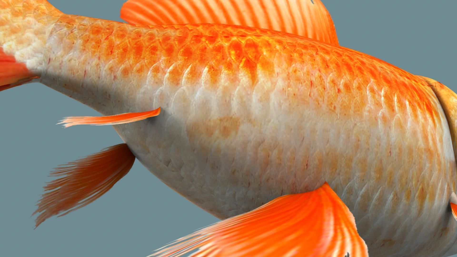 Gold fish 3D model_21