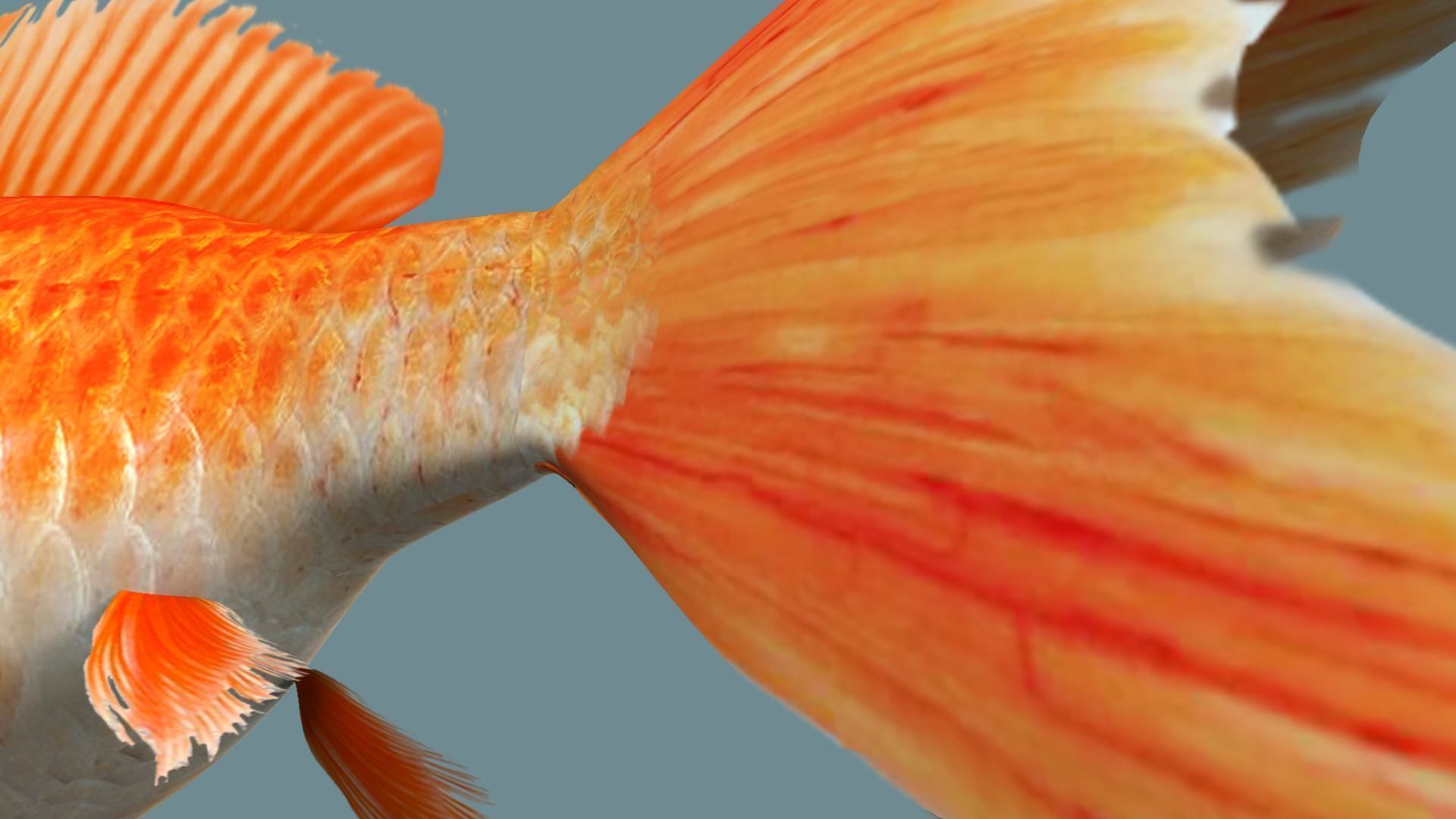 Gold fish 3D model_17