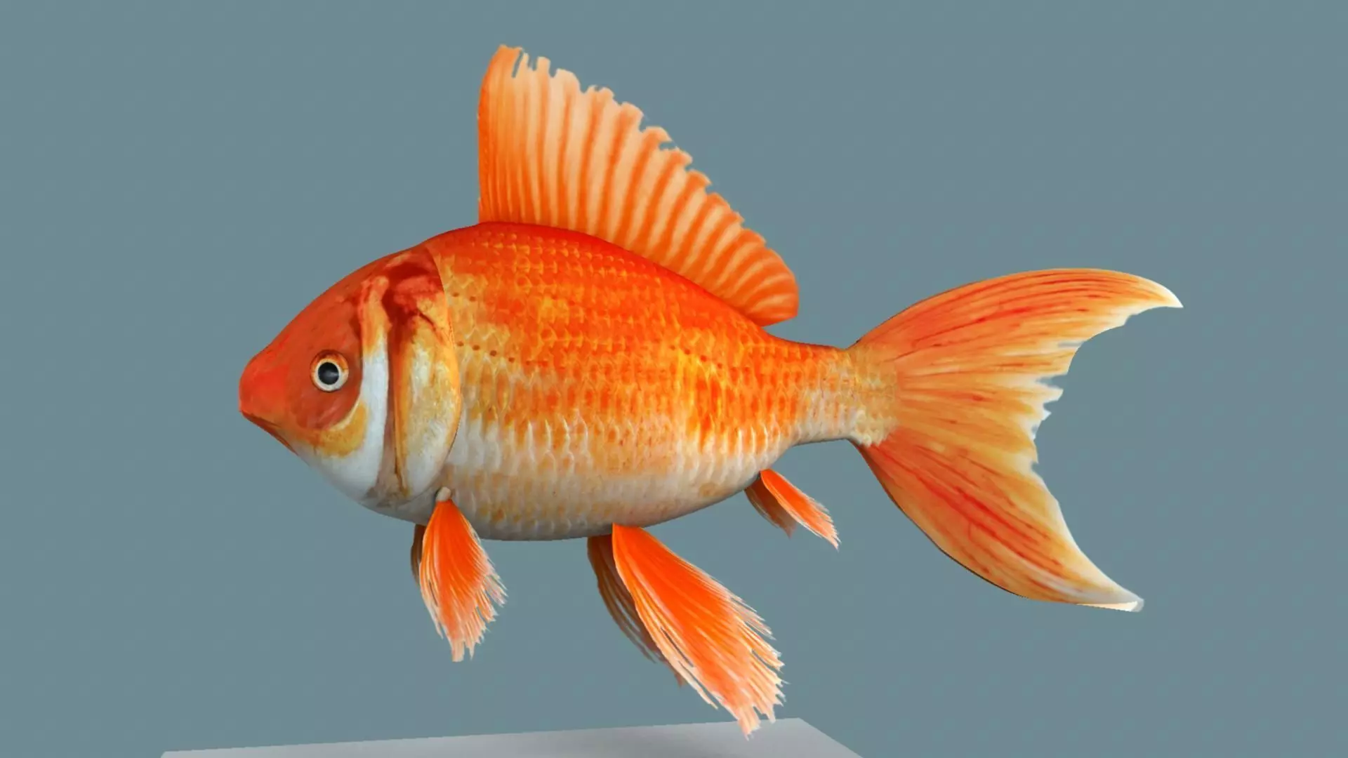 Gold fish 3D model_0
