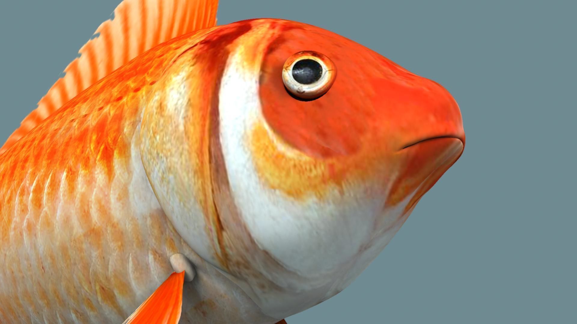 Gold fish 3D model_14