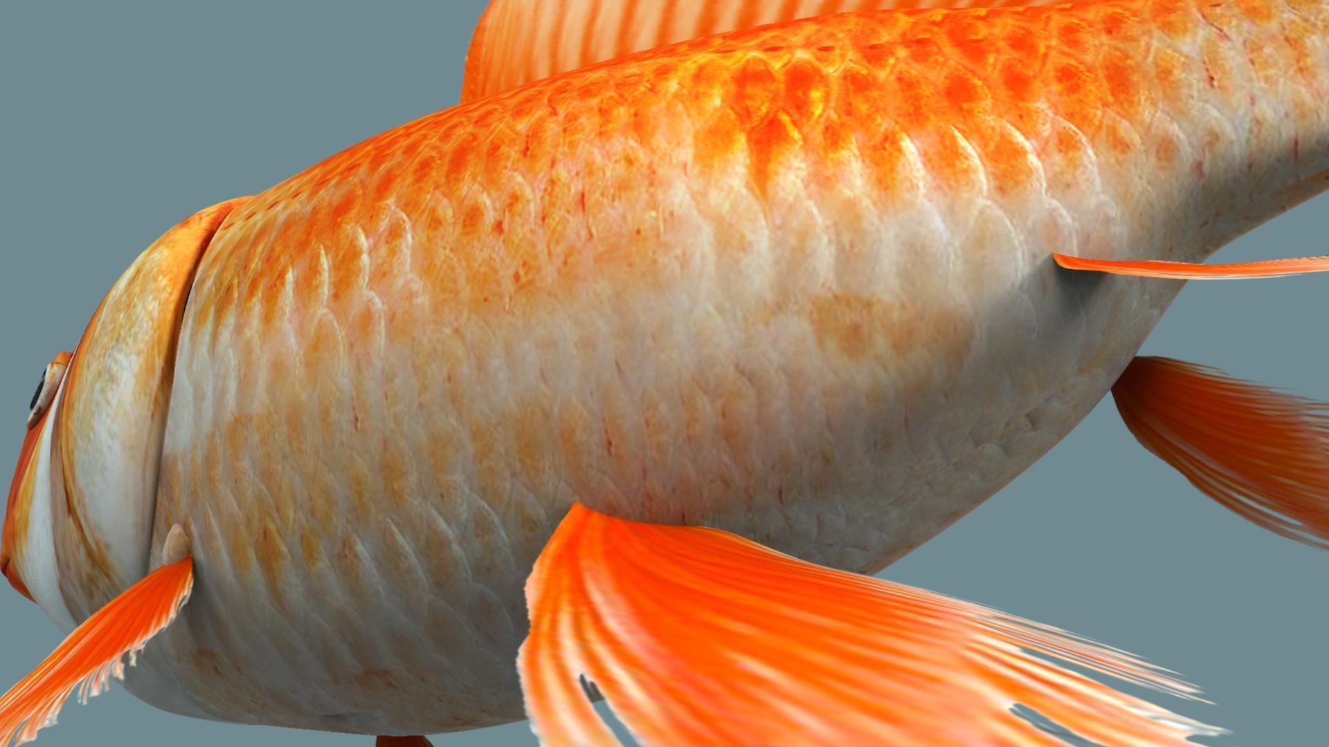 Gold fish 3D model_22
