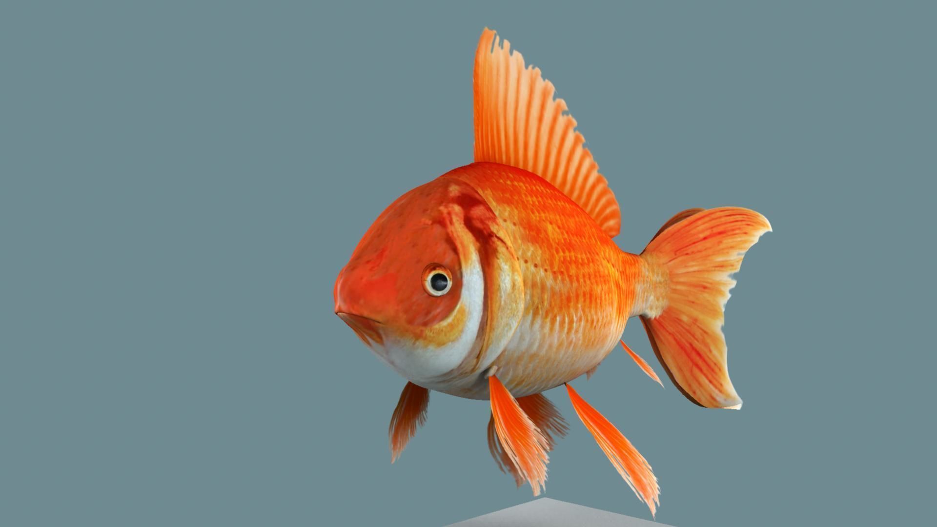 Gold fish 3D model_2