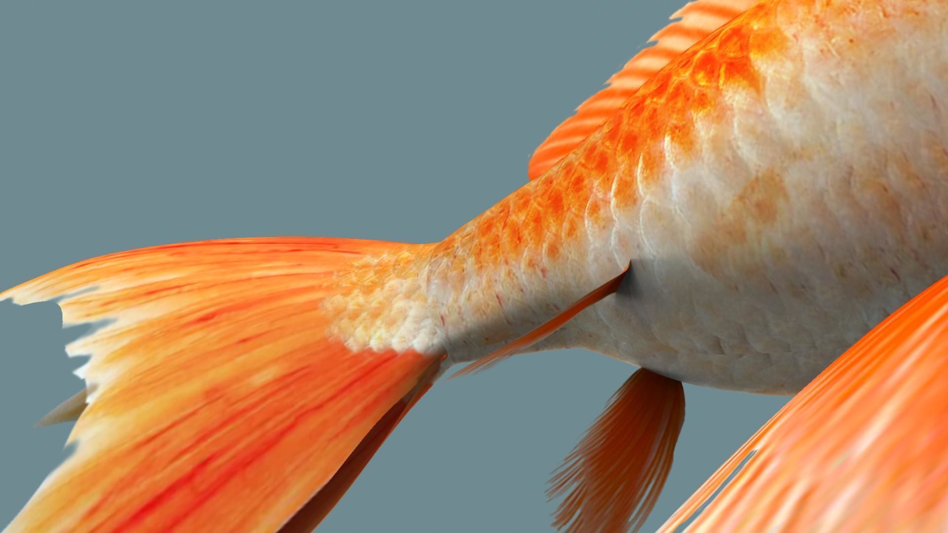 Gold fish 3D model_18