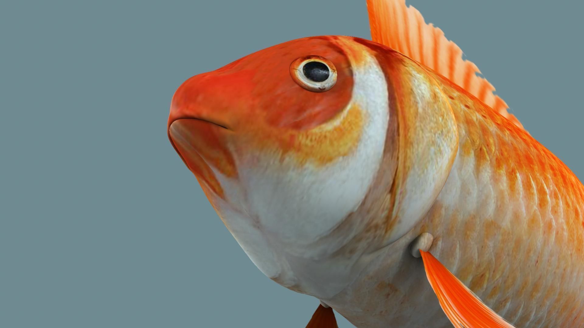 Gold fish 3D model_13