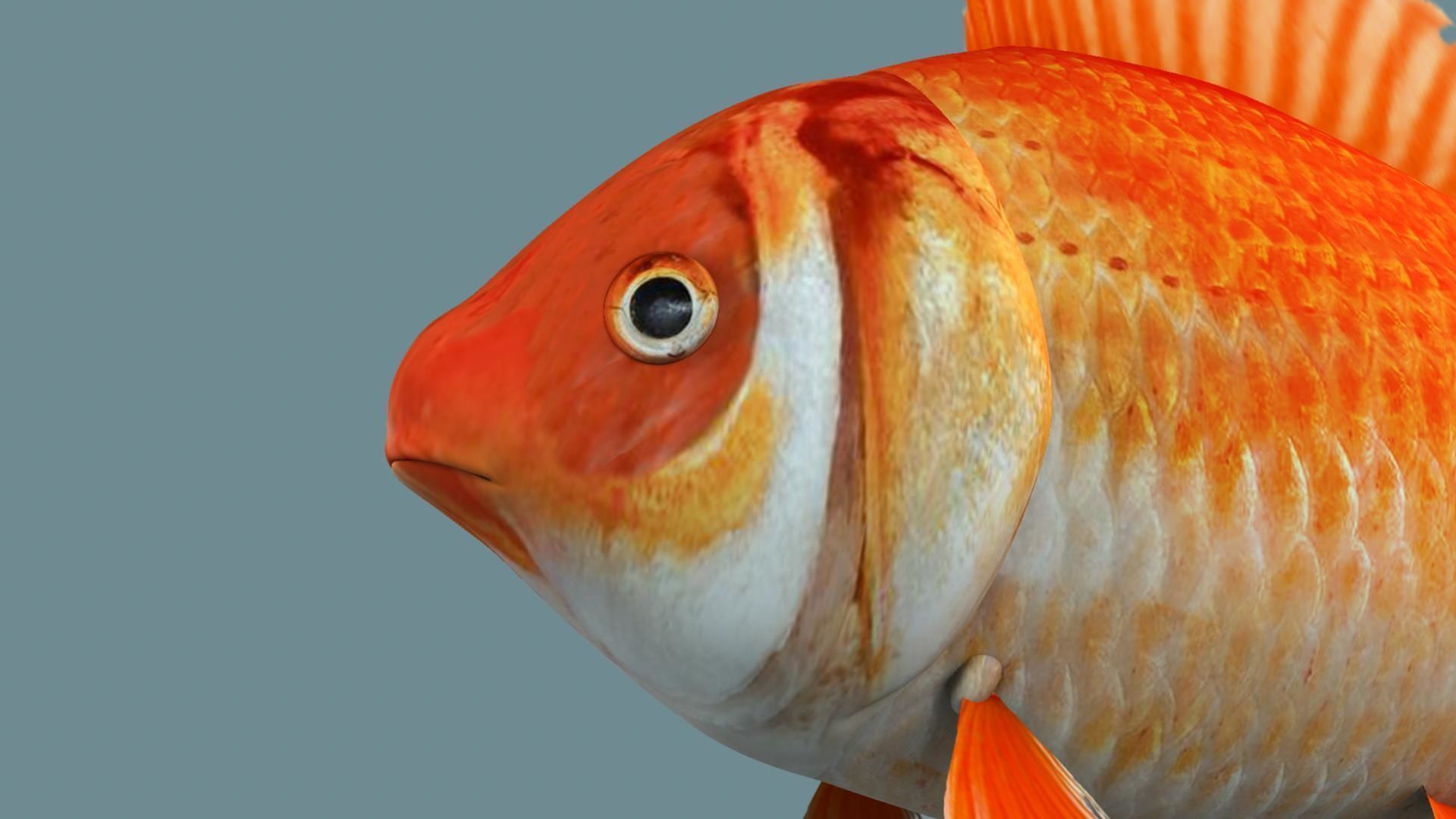 Gold fish 3D model_9