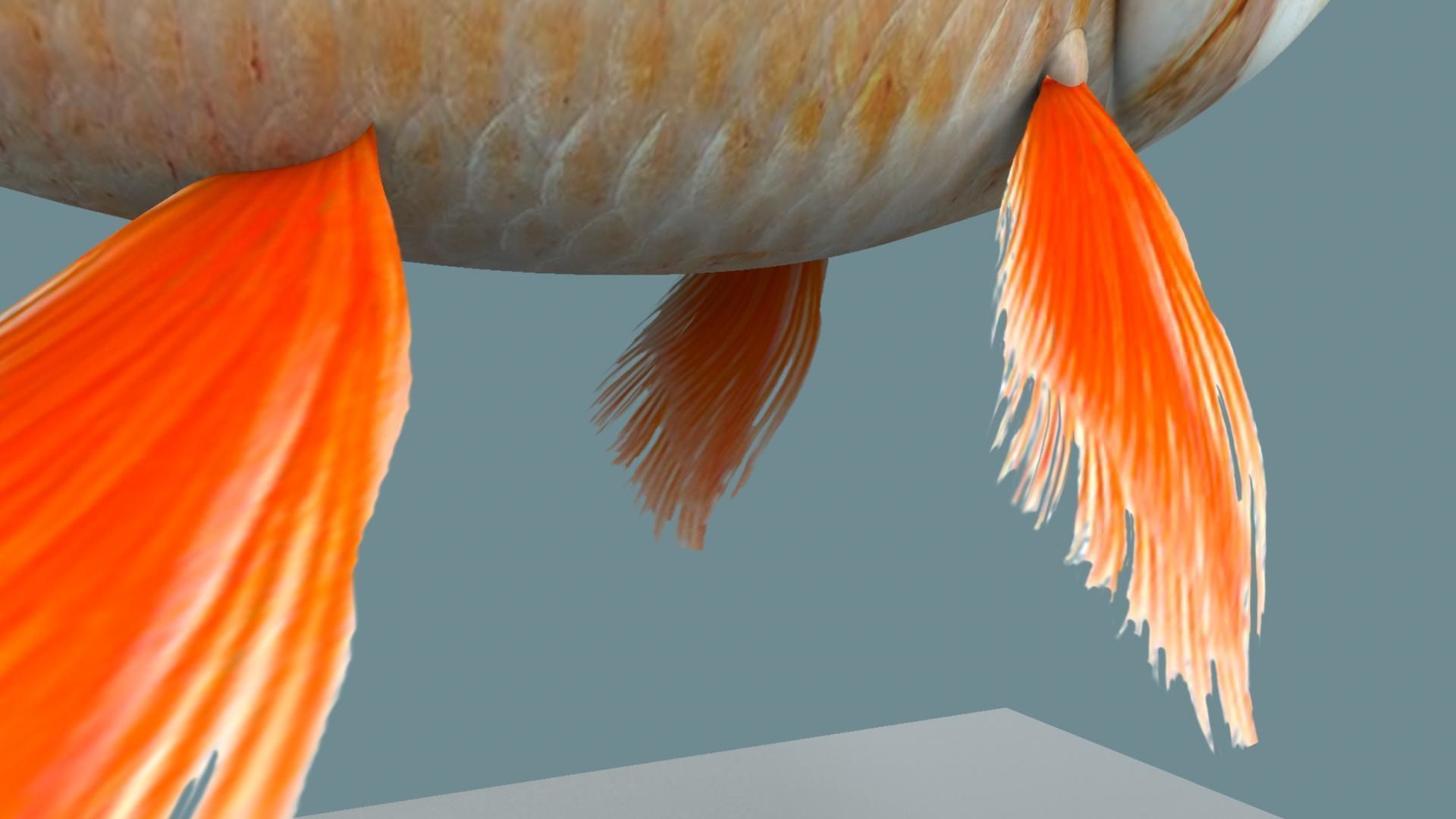 Gold fish 3D model_5