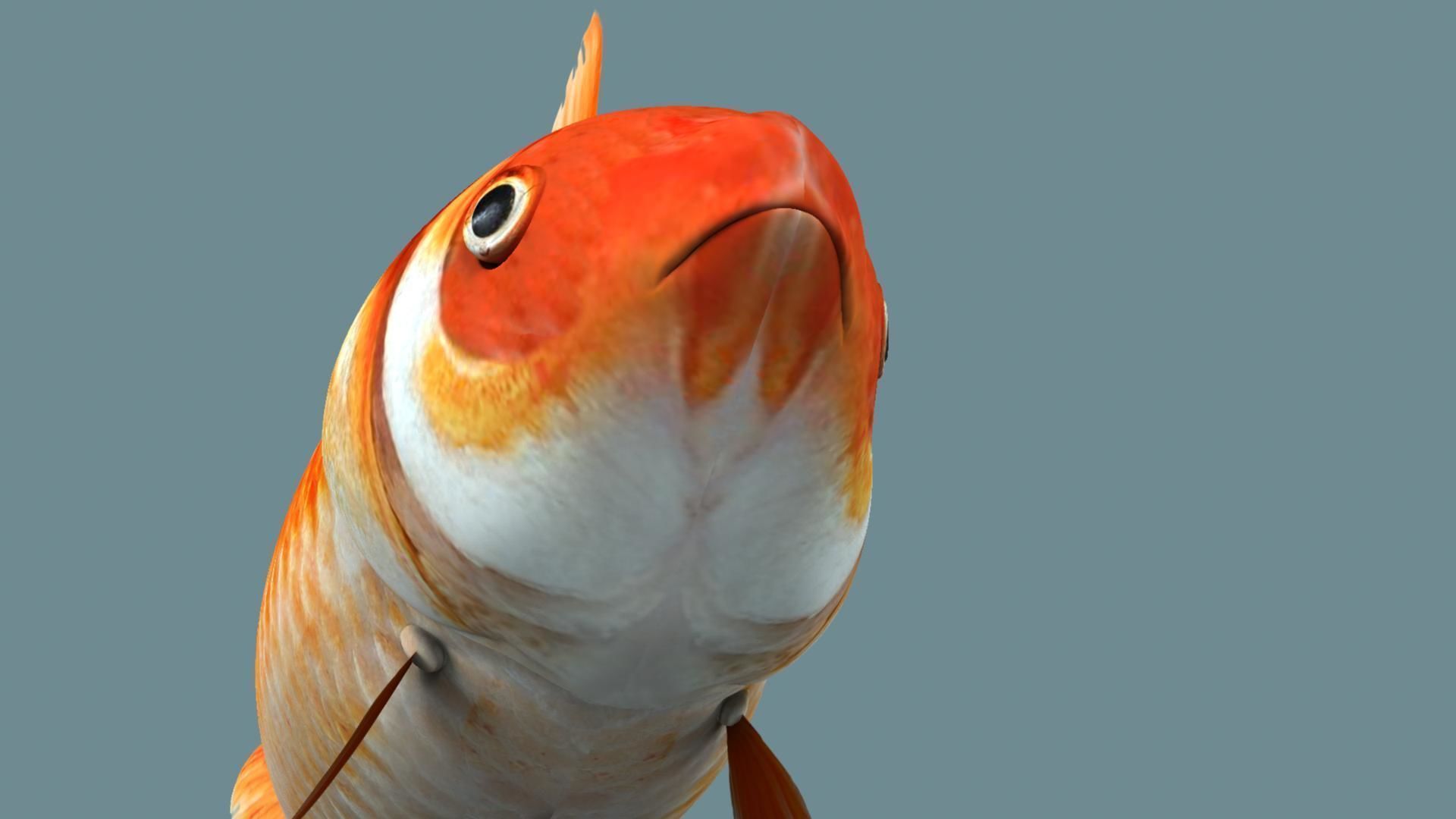 Gold fish 3D model_12