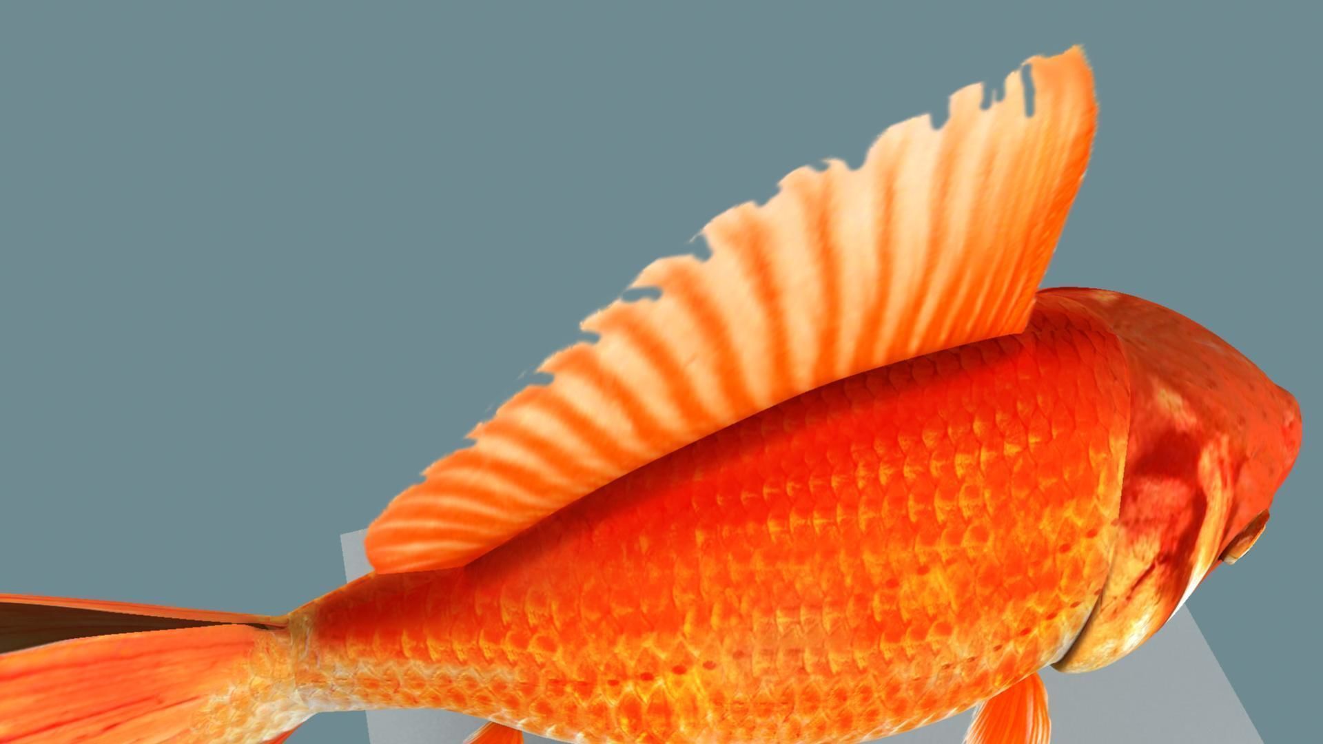 Gold fish 3D model_23