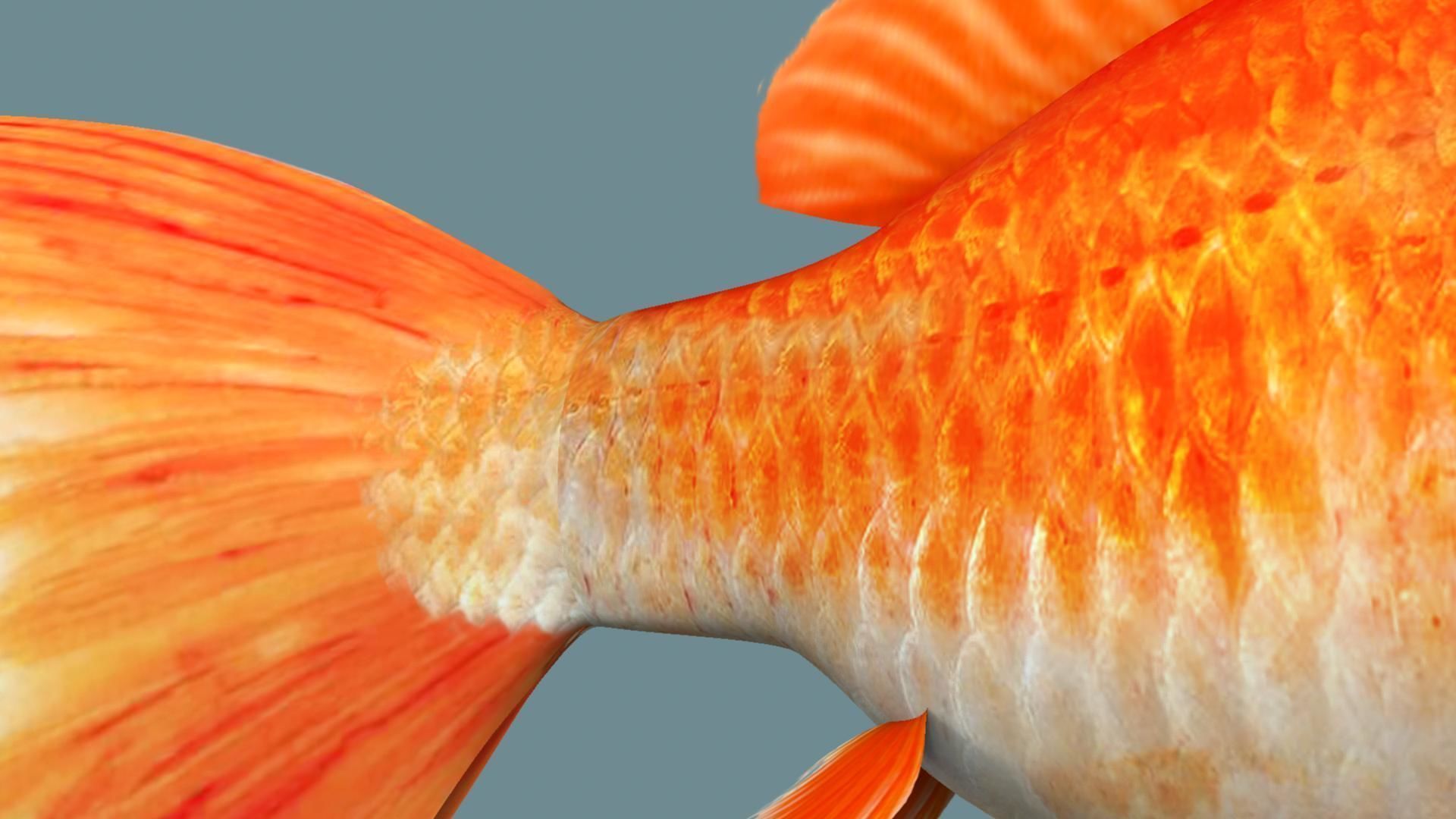 Gold fish 3D model_6