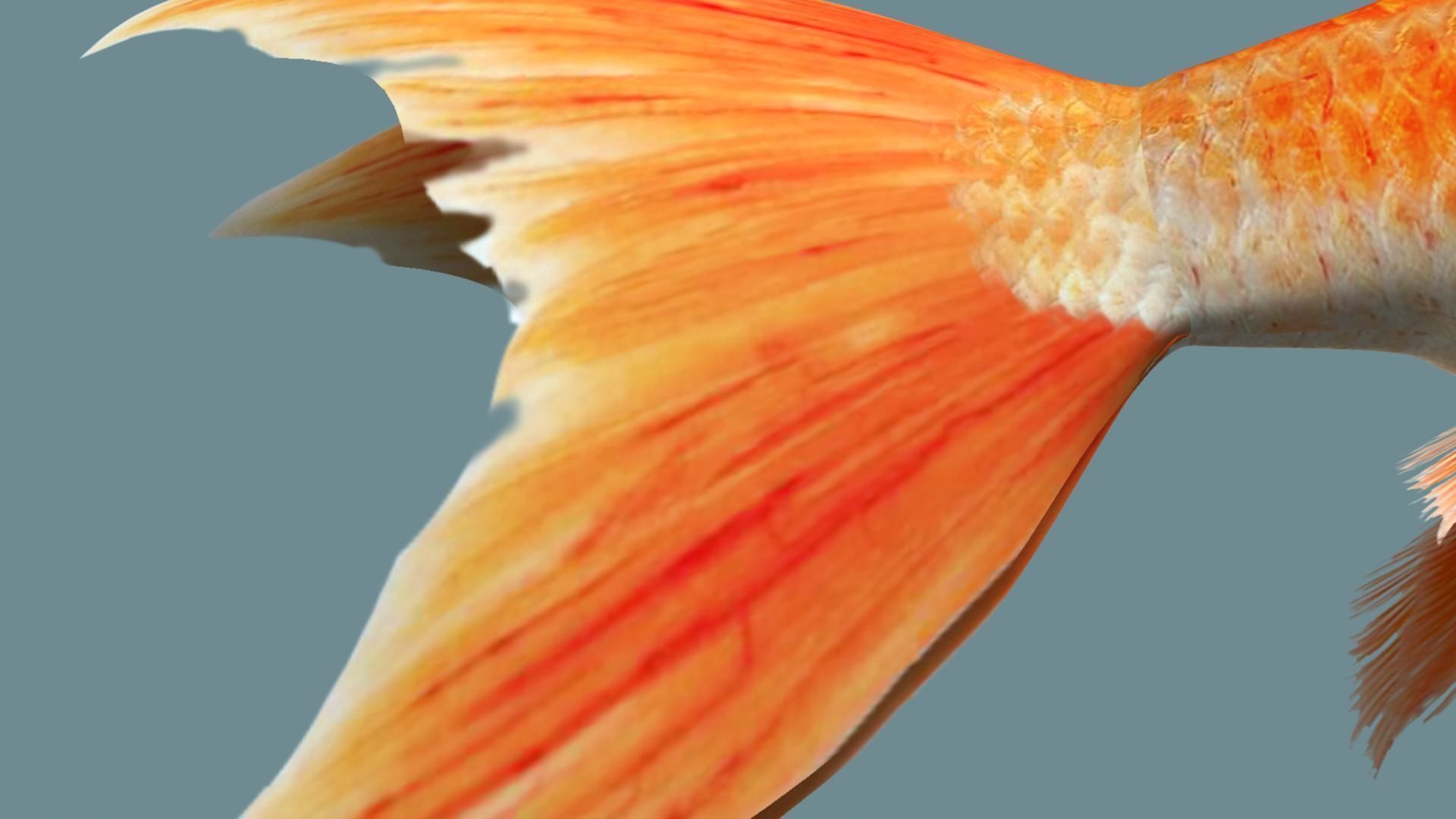 Gold fish 3D model_16