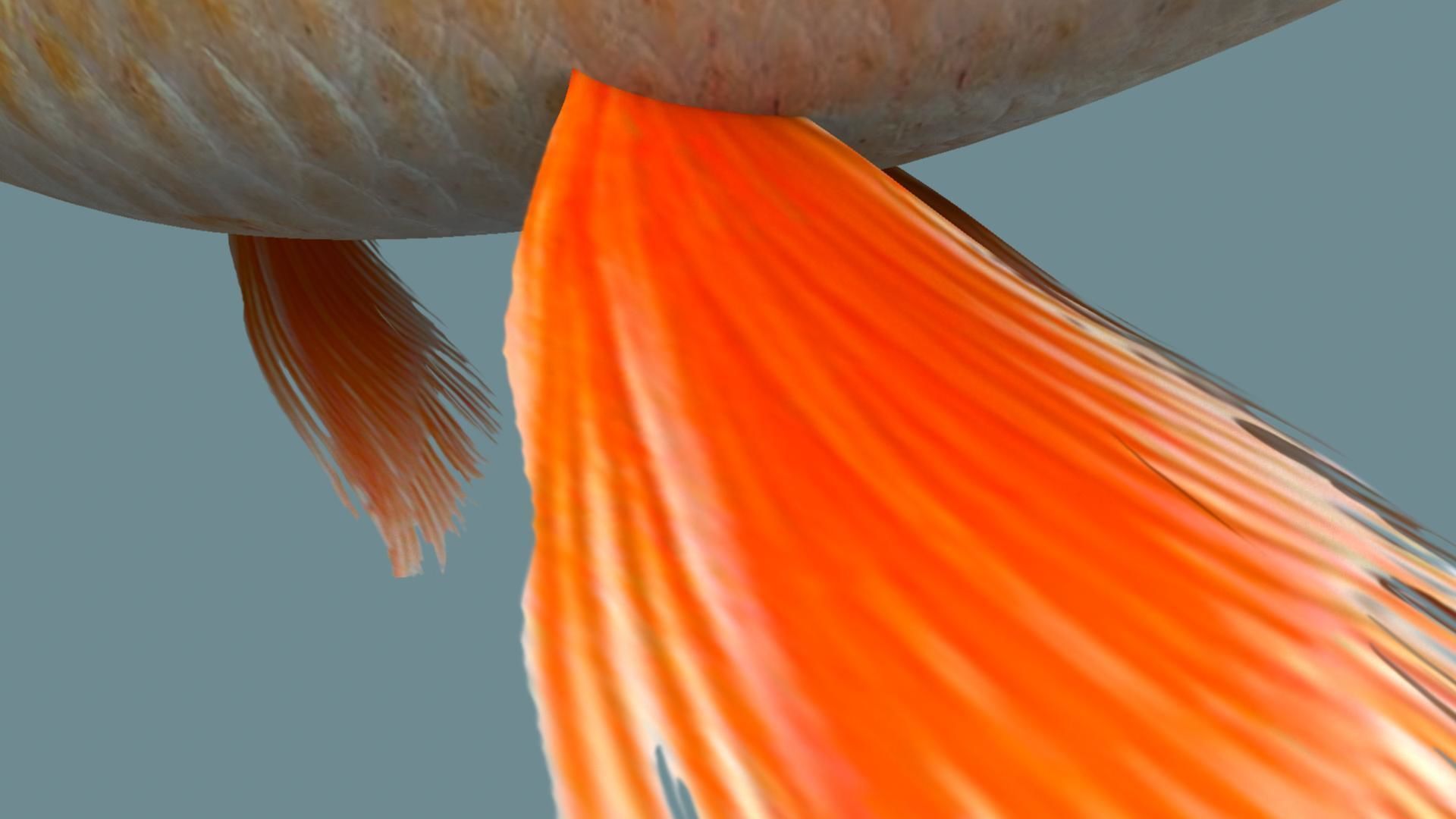 Gold fish 3D model_3