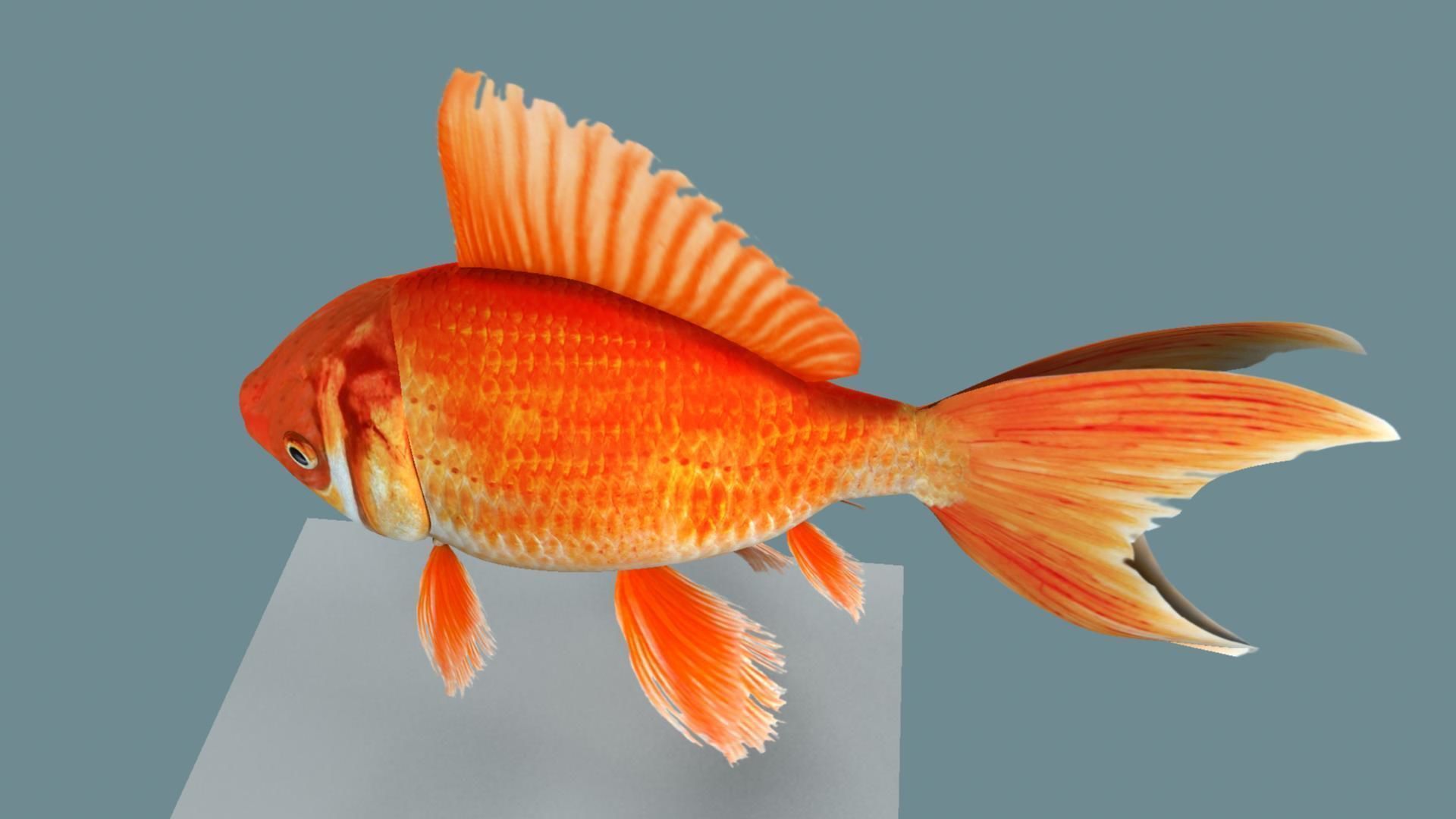 Gold fish 3D model_7