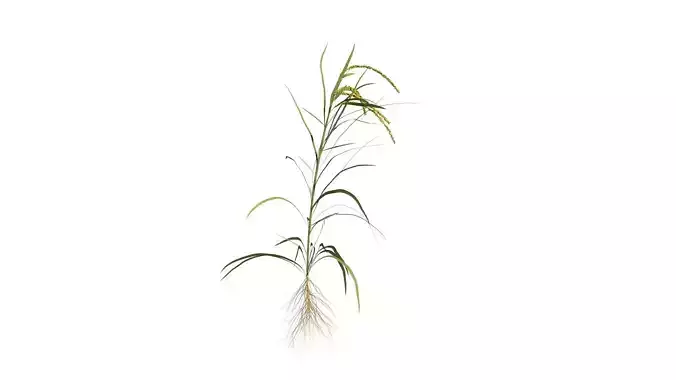 Rice growth animation