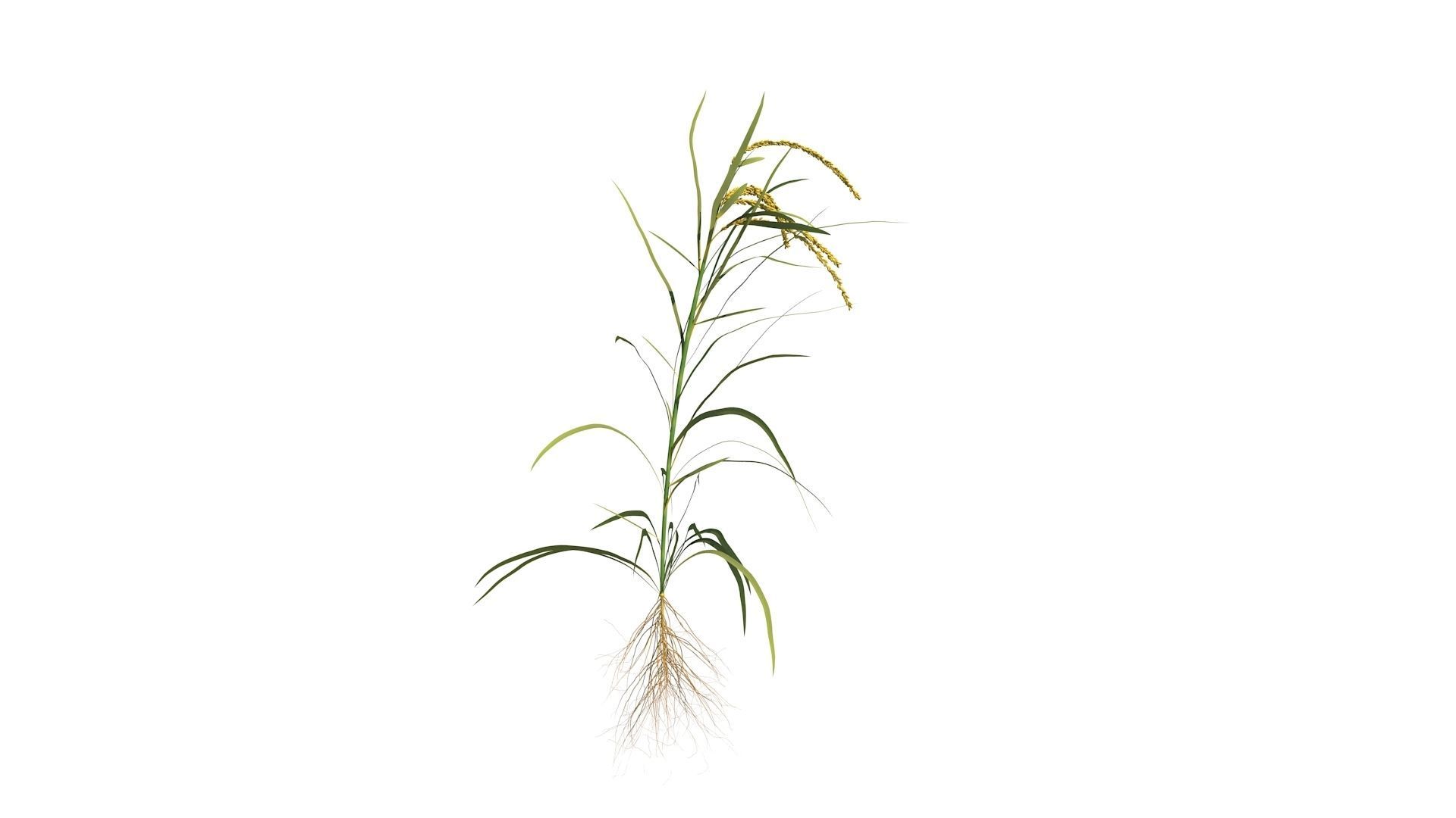Rotabitor Rice Animation Rice growth animation 3D model animated rigged | CGTrader