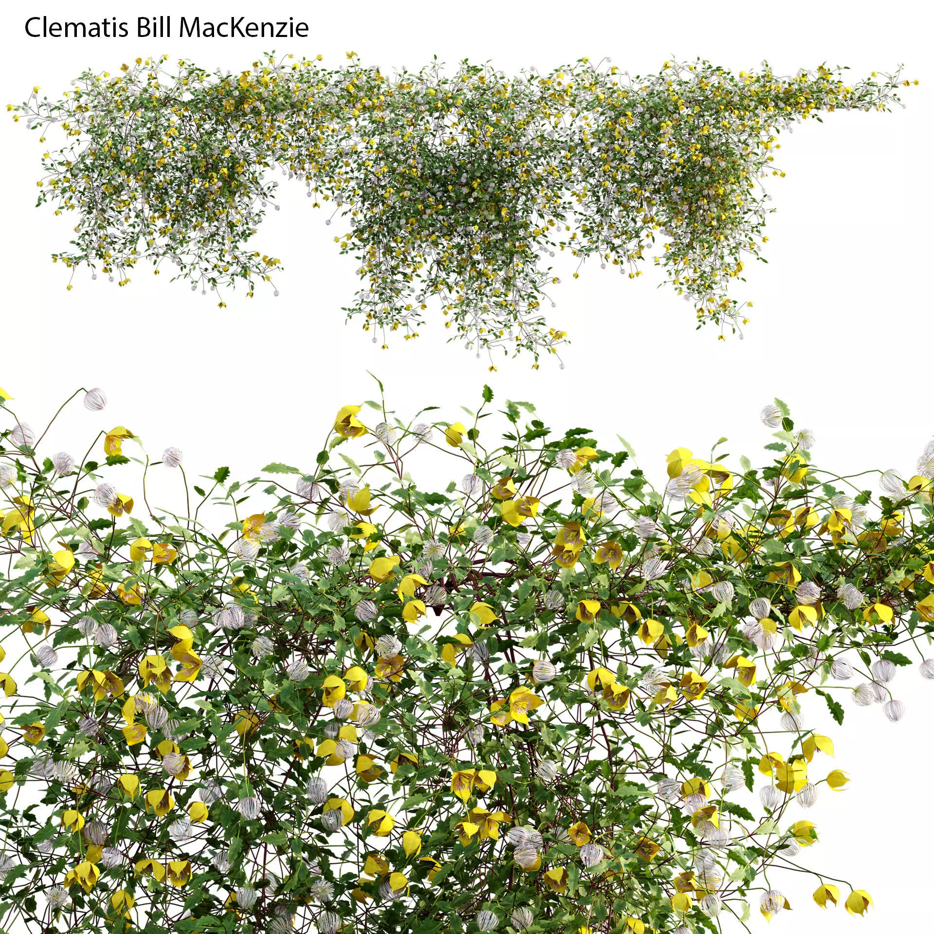 Clematis Bill MacKenzie - Clematis tangutica 01 3D model_0