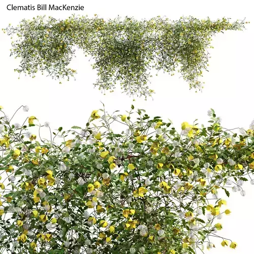 Clematis Bill MacKenzie - Clematis tangutica 01 3D model