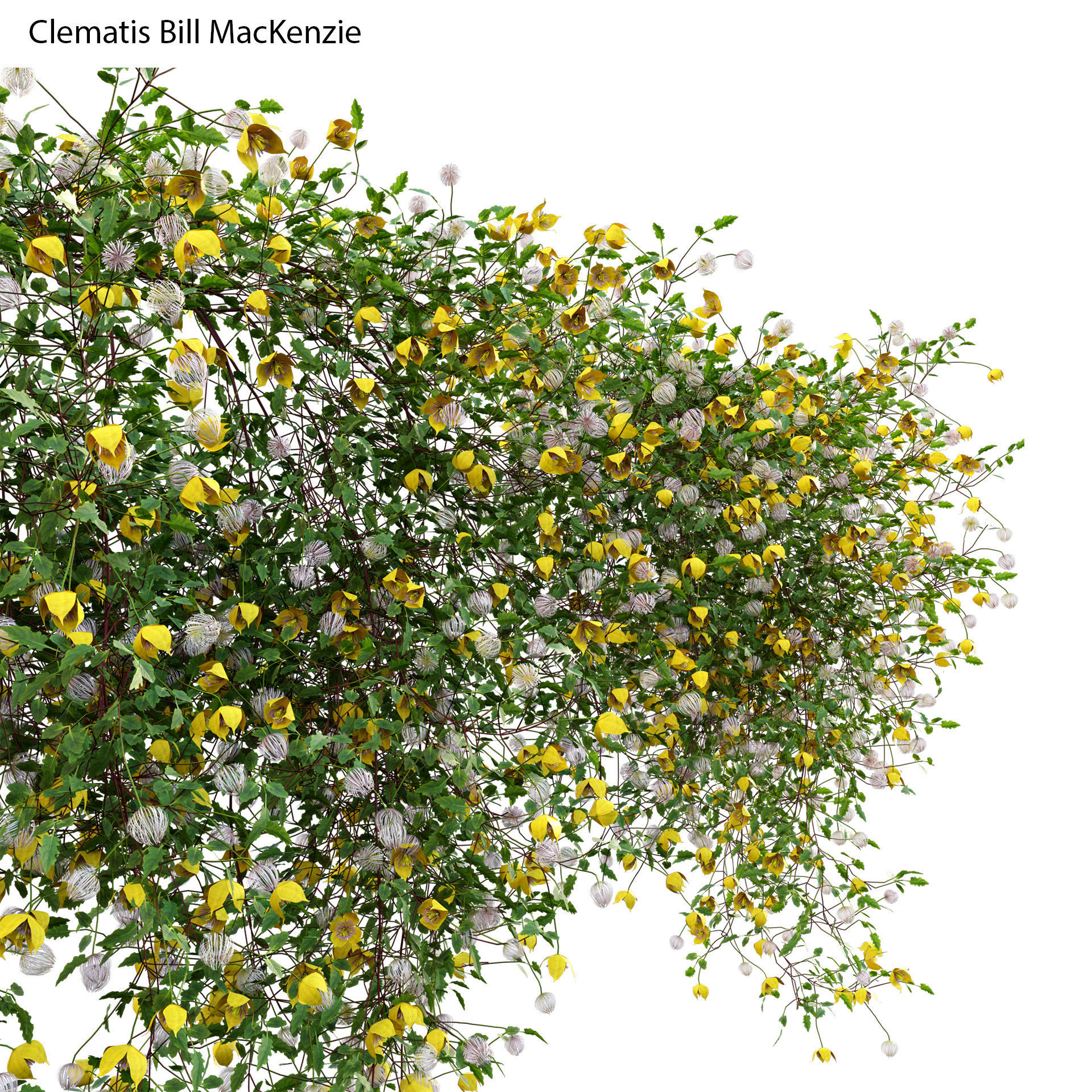 Clematis Bill MacKenzie - Clematis tangutica 01 3D model_2