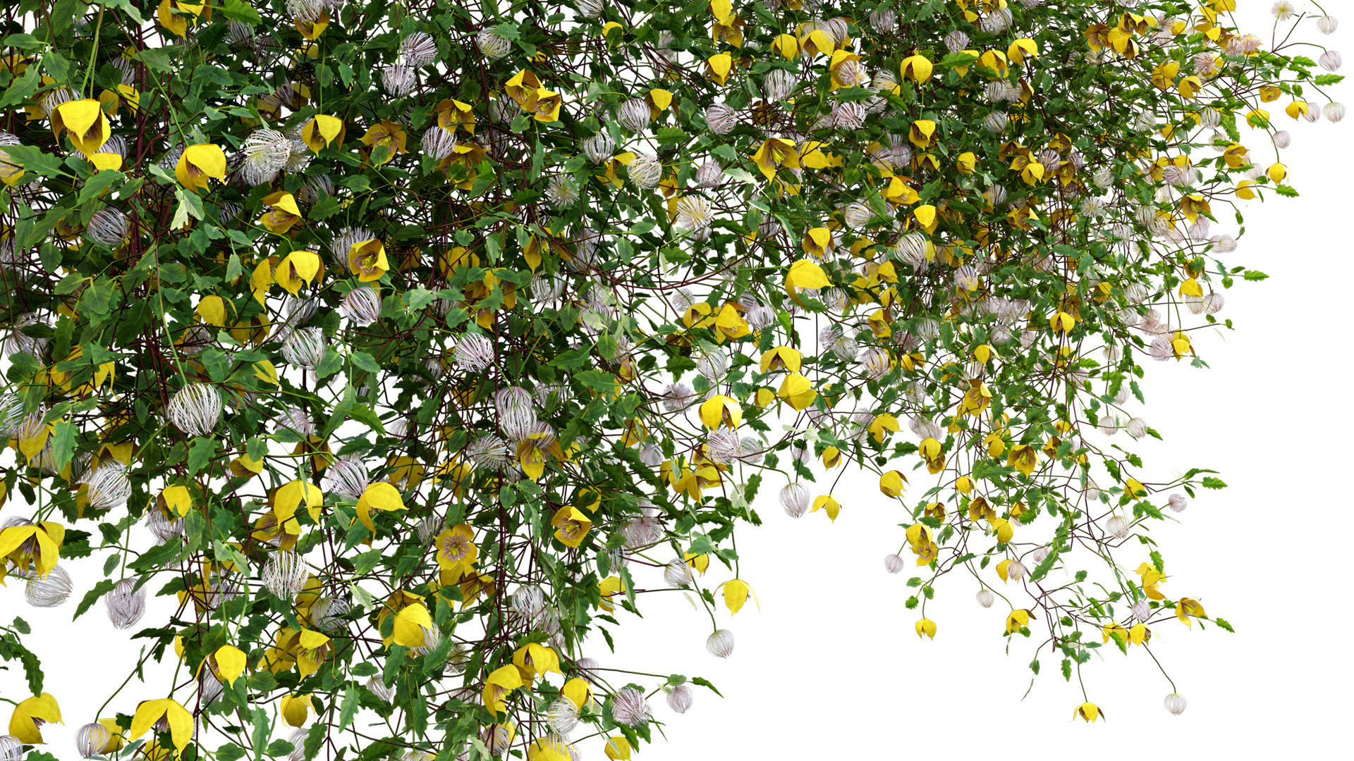 Clematis Bill MacKenzie - Clematis tangutica 01 3D model_7