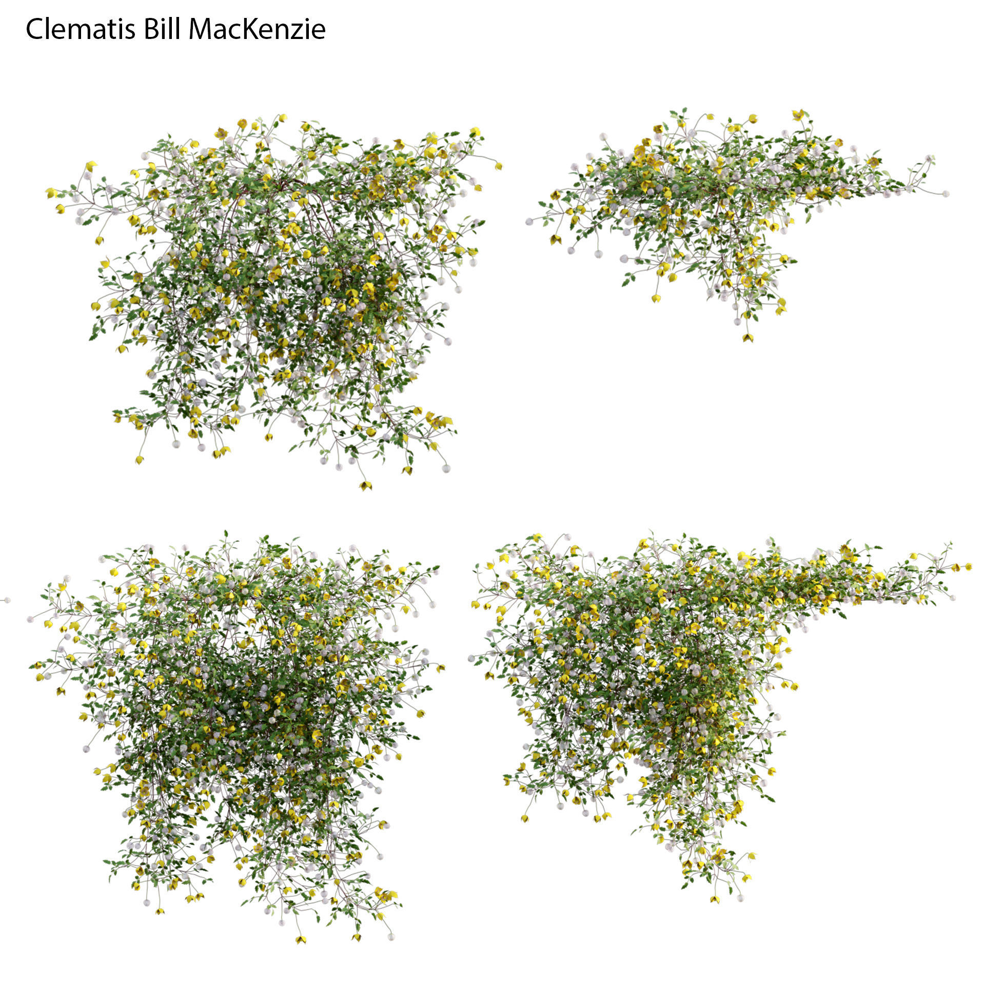 Clematis Bill MacKenzie - Clematis tangutica 01 3D model_1