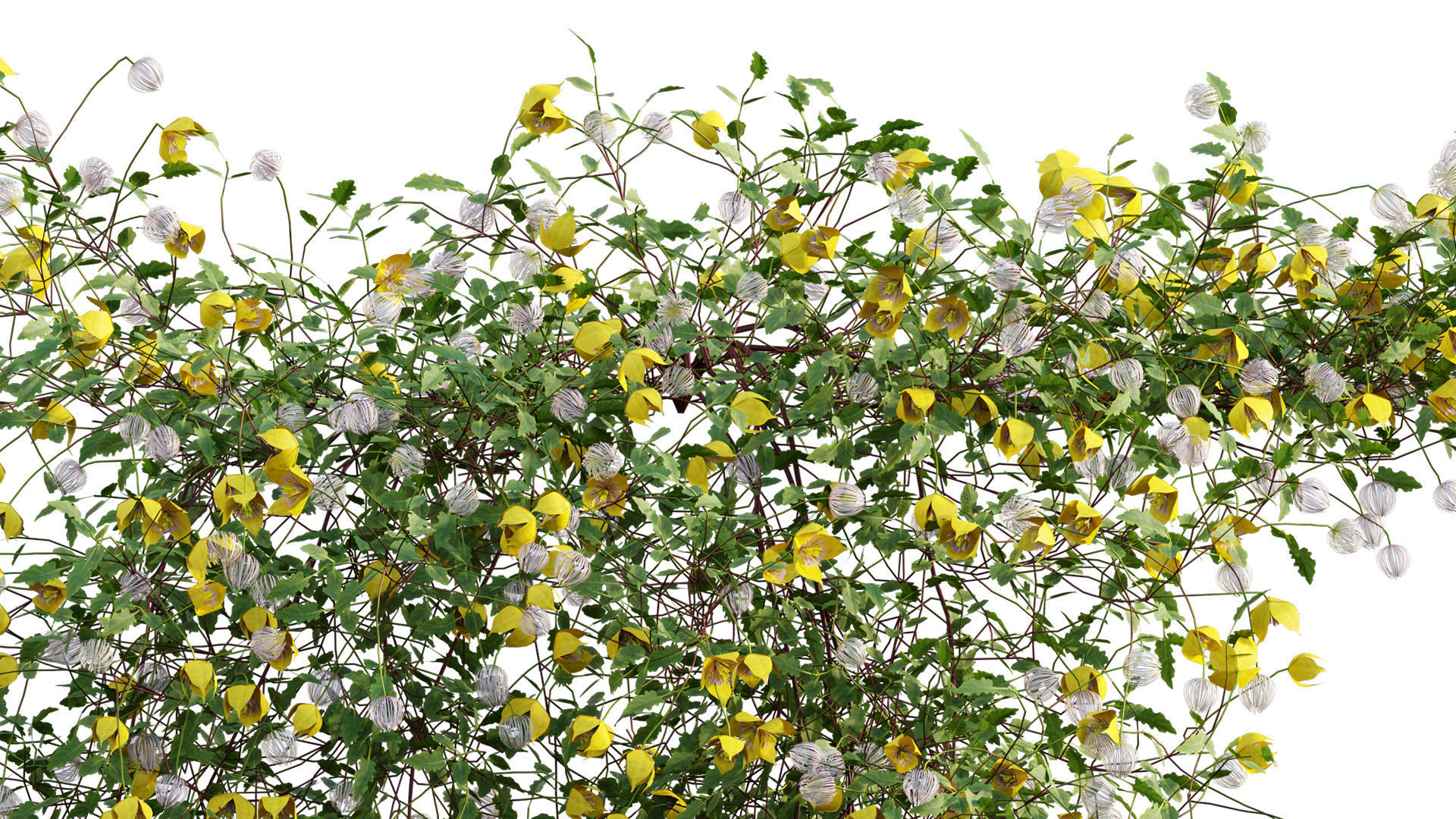 Clematis Bill MacKenzie - Clematis tangutica 01 3D model_4