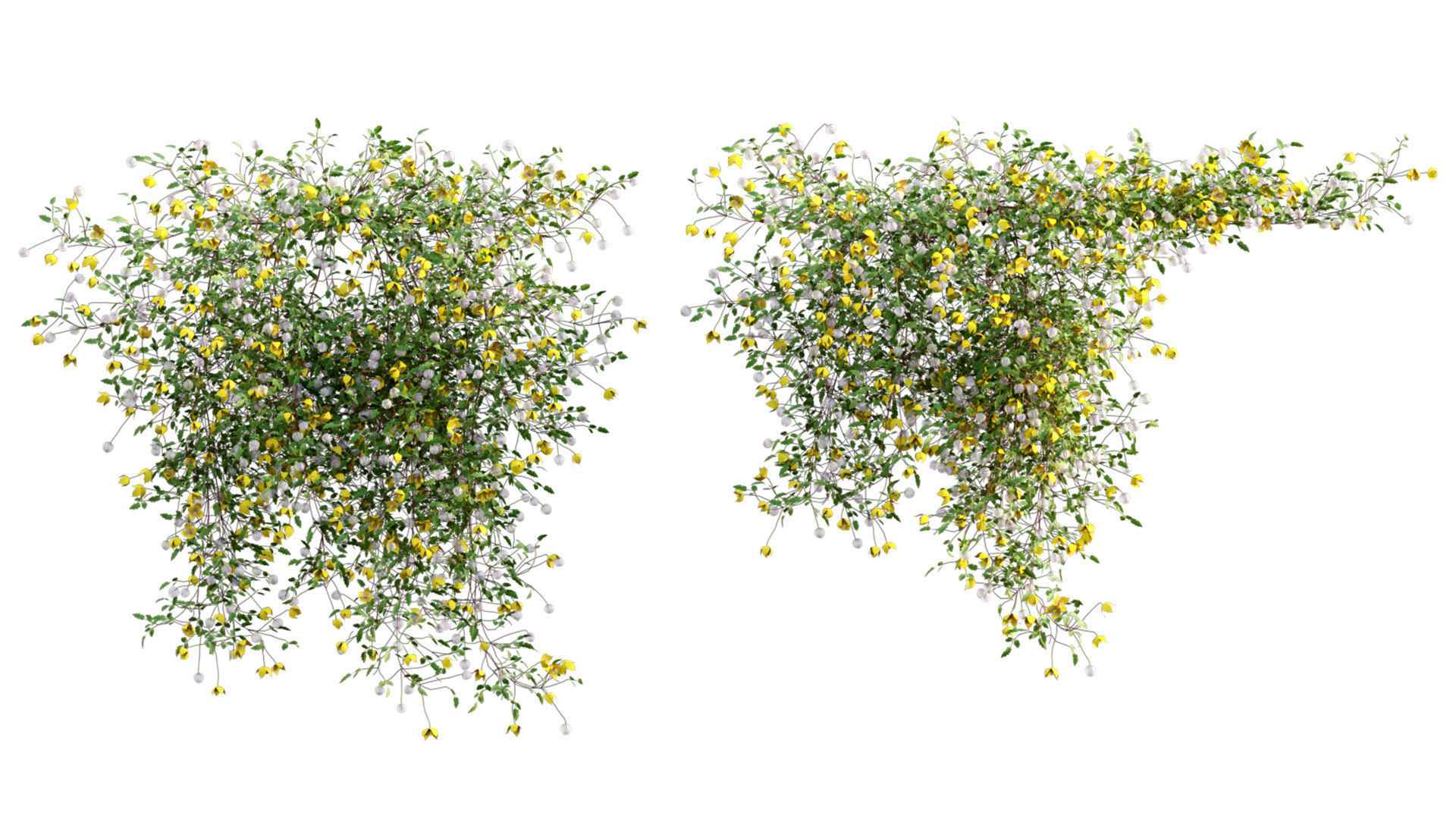 Clematis Bill MacKenzie - Clematis tangutica 01 3D model_6