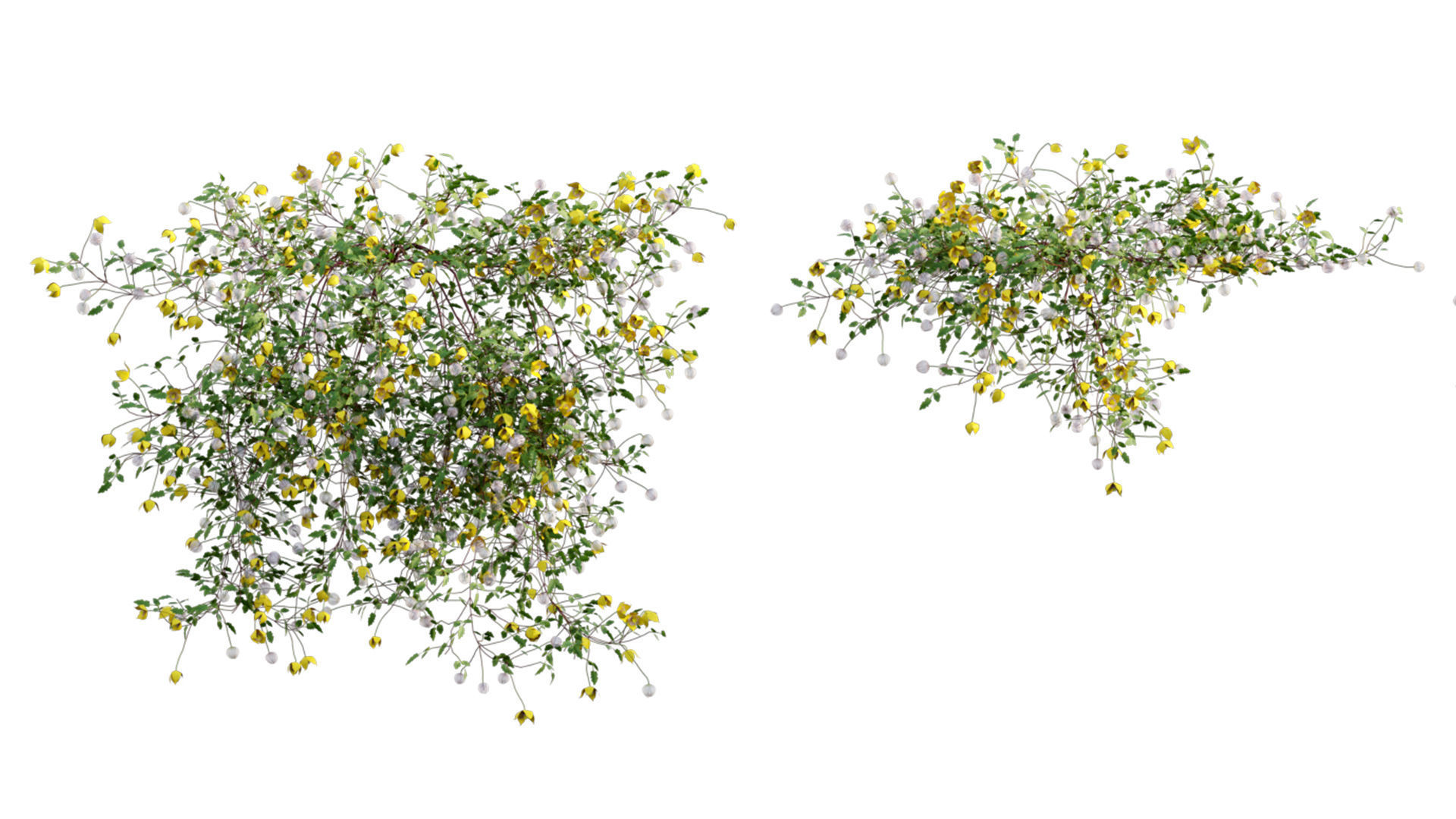 Clematis Bill MacKenzie - Clematis tangutica 01 3D model_5
