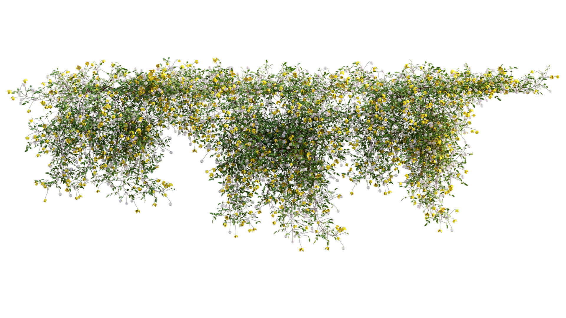 Clematis Bill MacKenzie - Clematis tangutica 01 3D model_3