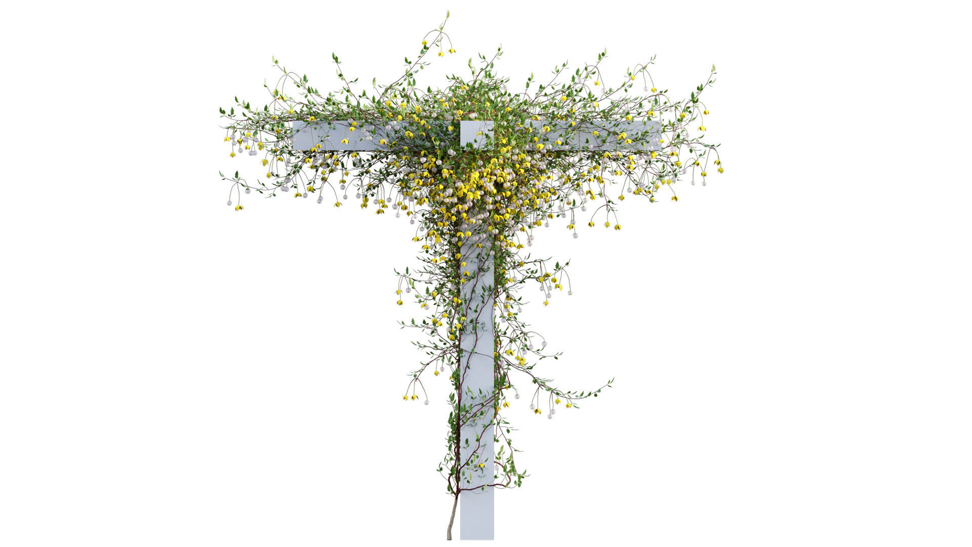 Clematis Bill MacKenzie - Clematis tangutica 02 3D model_6