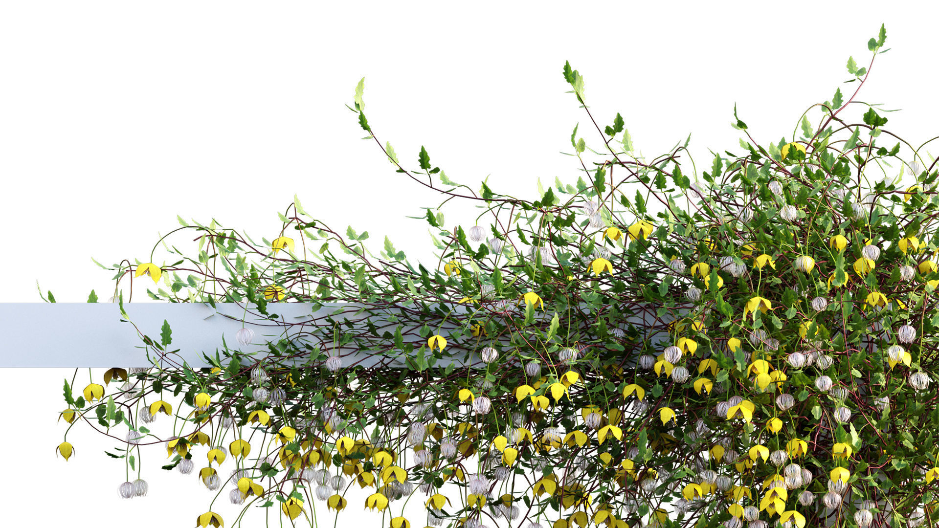 Clematis Bill MacKenzie - Clematis tangutica 02 3D model_4