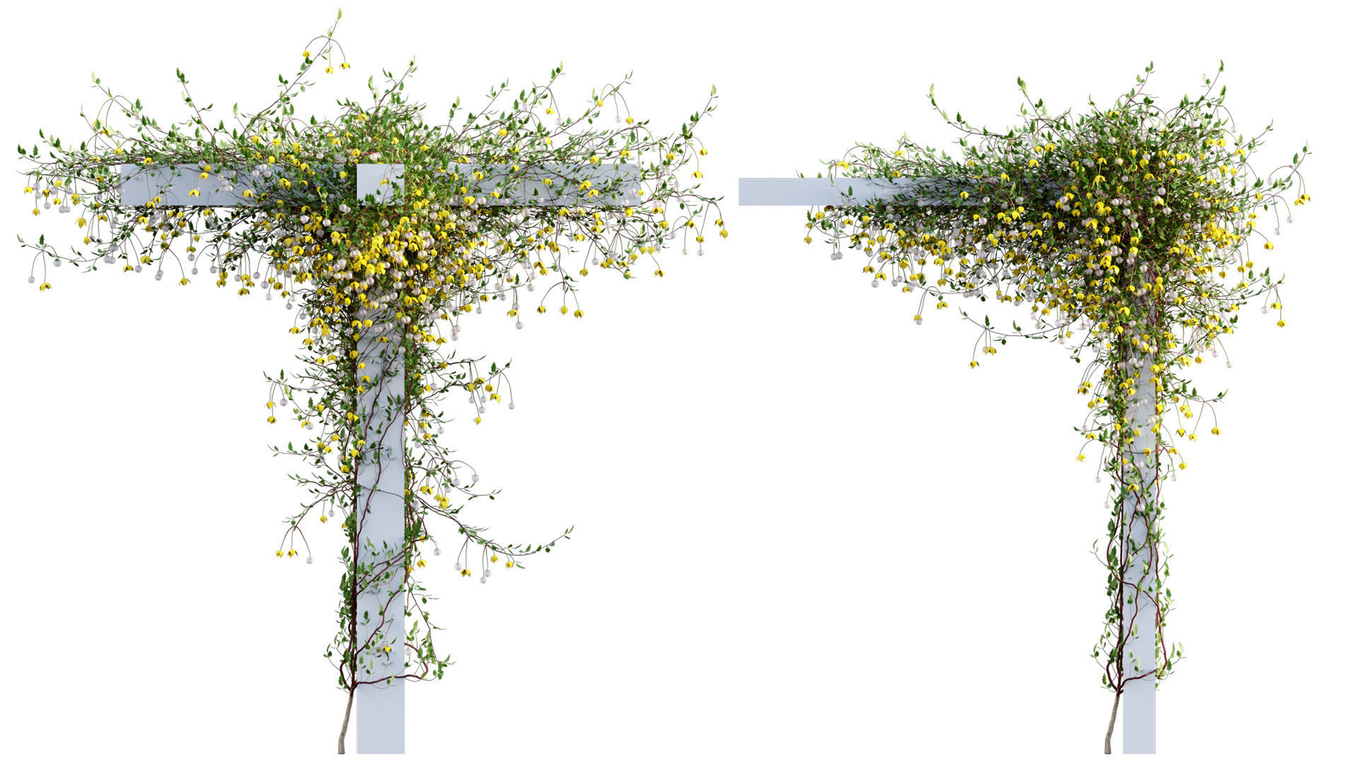 Clematis Bill MacKenzie - Clematis tangutica 02 3D model_3