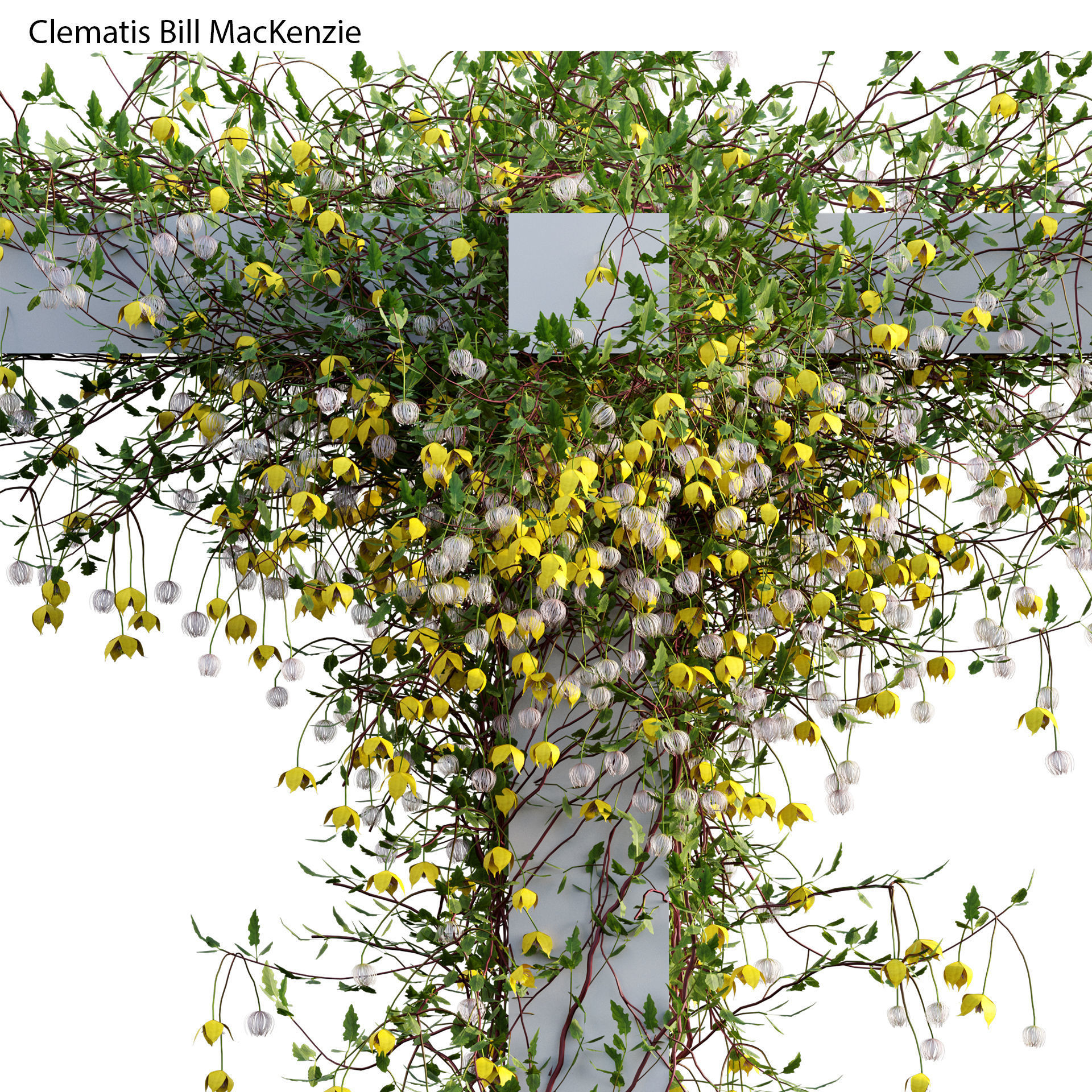 Clematis Bill MacKenzie - Clematis tangutica 02 3D model_1