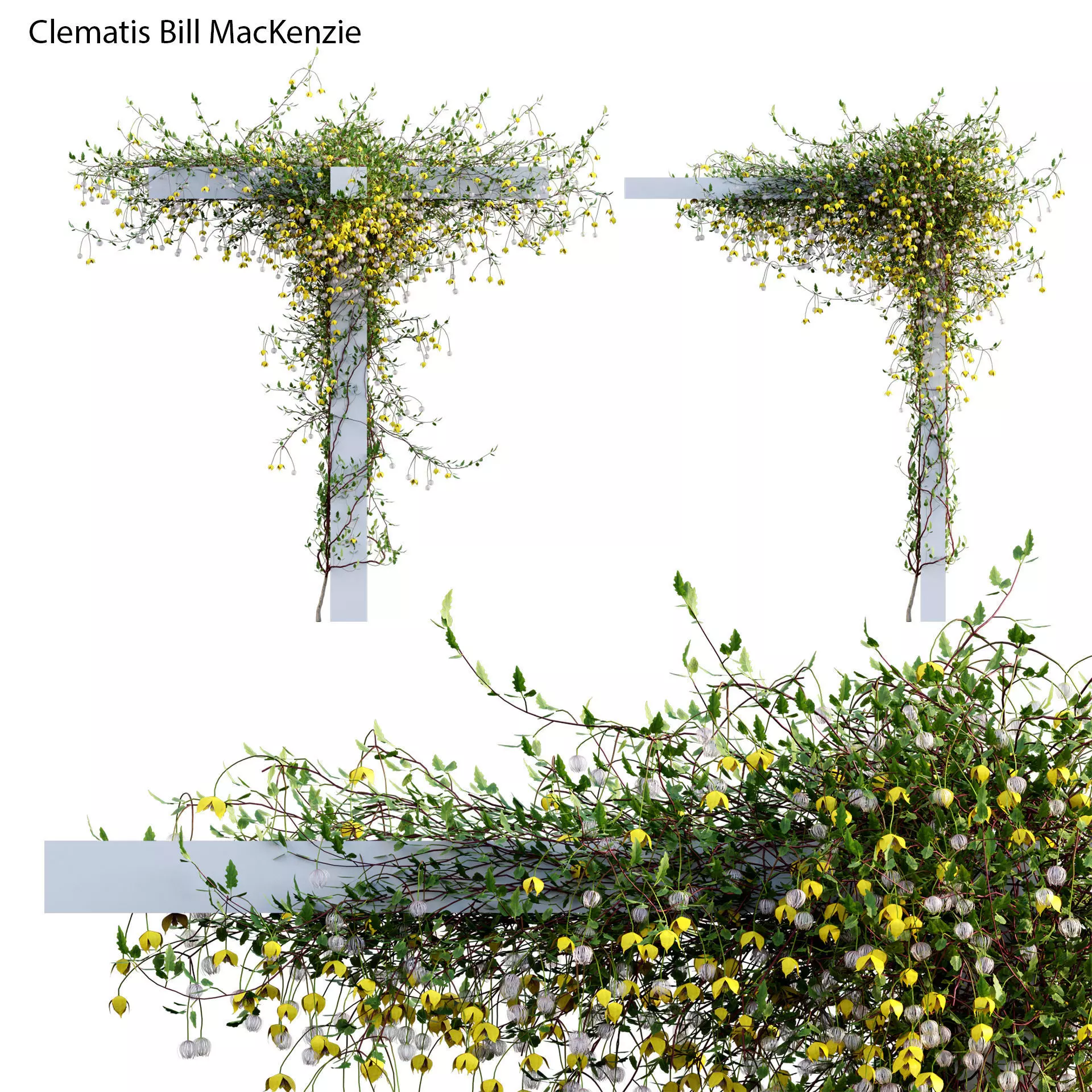 Clematis Bill MacKenzie - Clematis tangutica 02 3D model_0