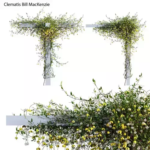Clematis Bill MacKenzie - Clematis tangutica 02 3D model