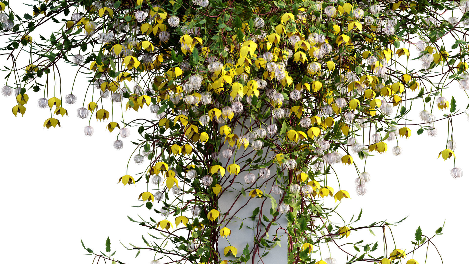 Clematis Bill MacKenzie - Clematis tangutica 02 3D model_5