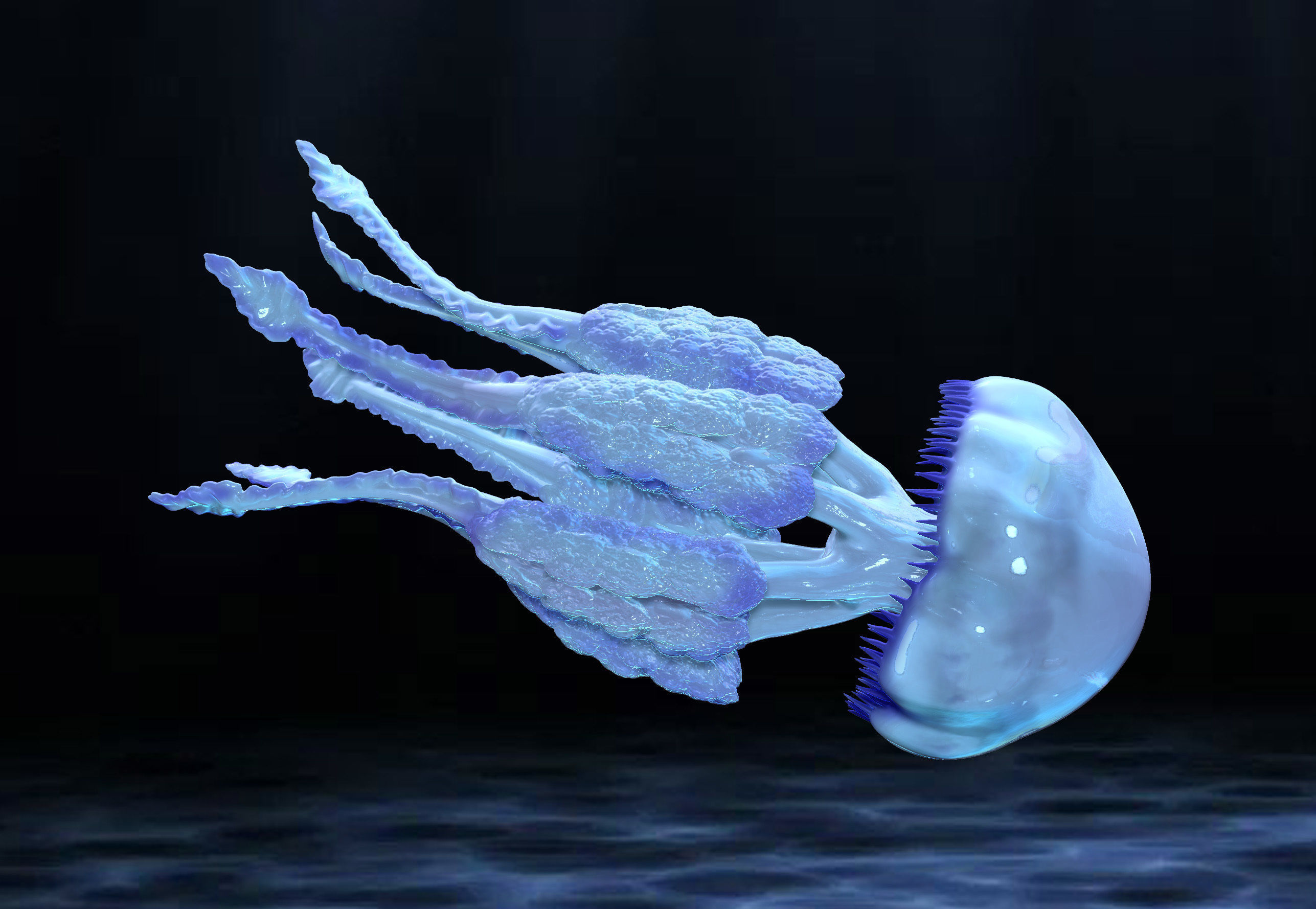 Jellyfish Rhizostoma 3D print model_1