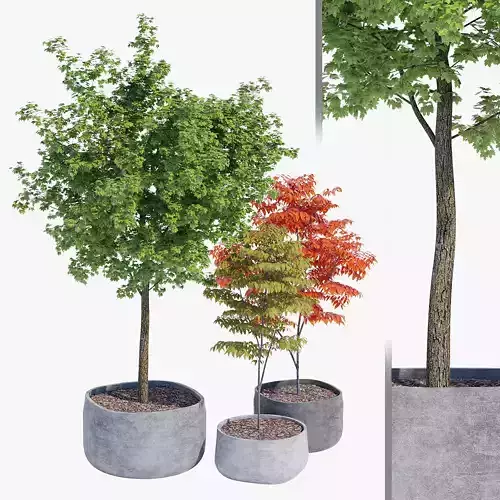 planter set 3 three trees in pots