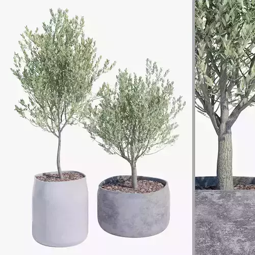 planter set 5 two plants in concrete pot