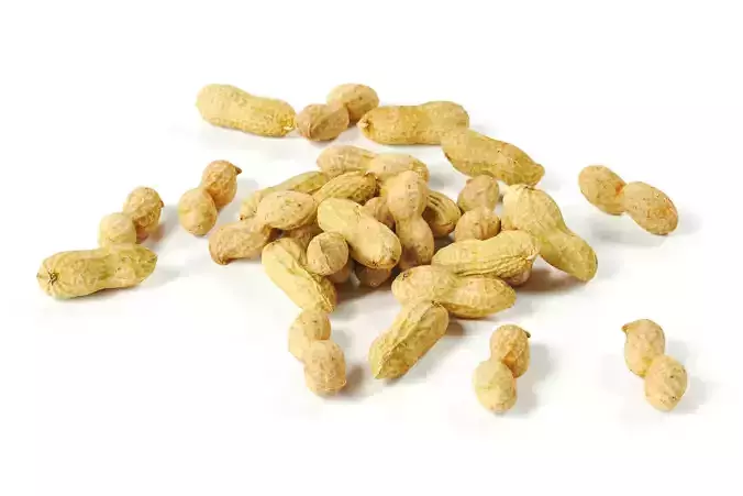 polypasta - peanut 01 and 02 3D model