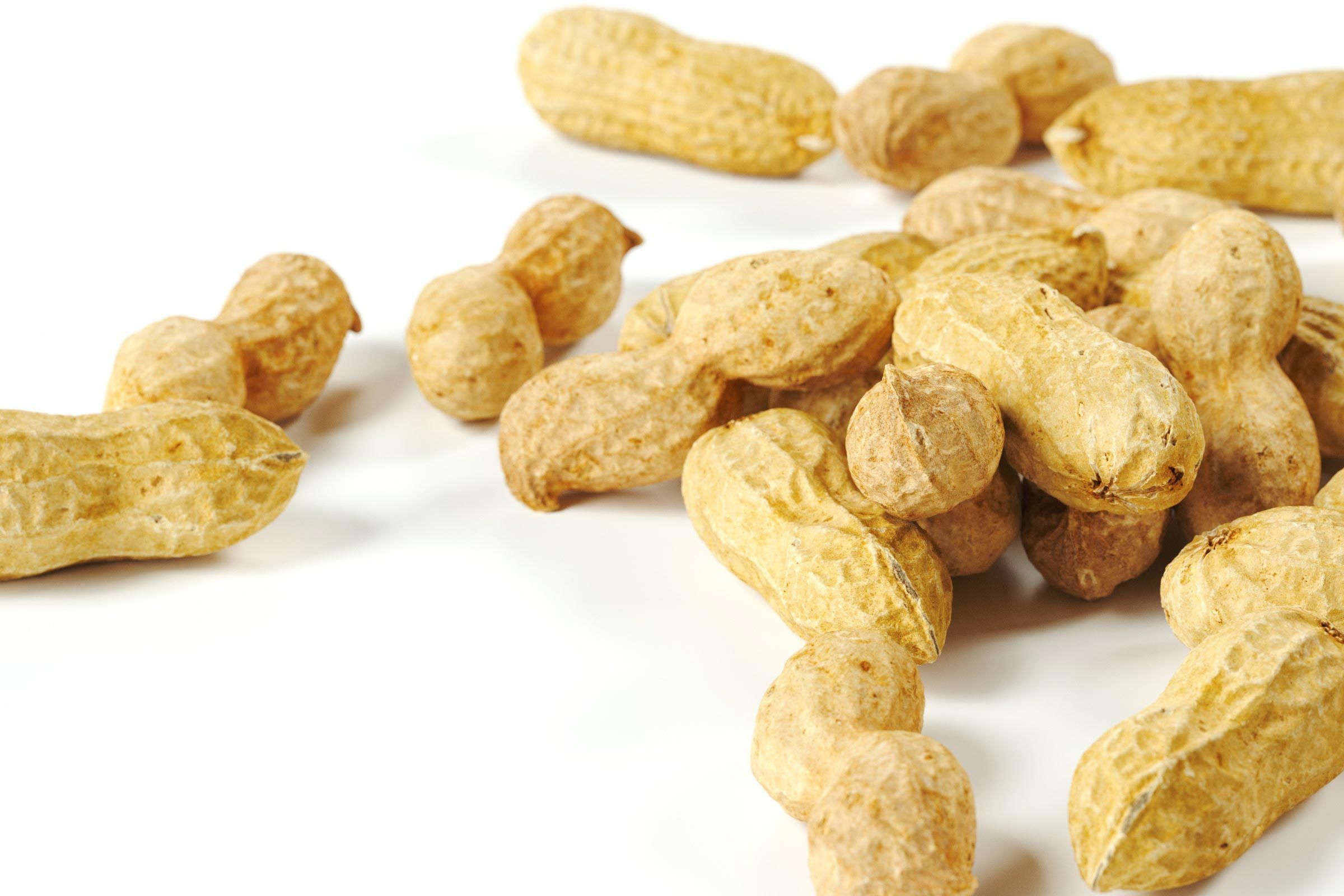 polypasta - peanut 01 and 02 3D model_2