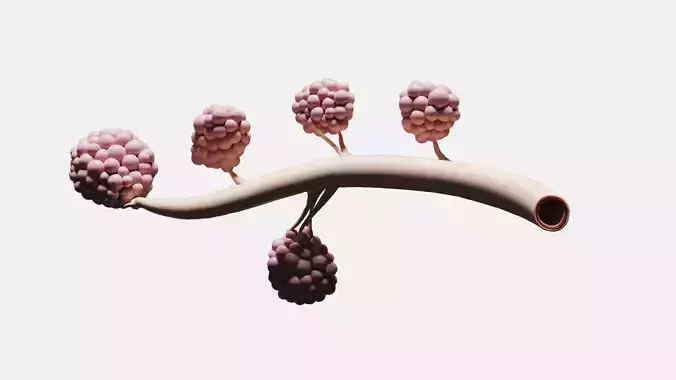 Breast Lactiferous Duct Anatomy 3D model