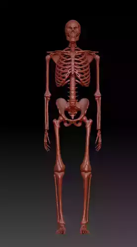 Full Male skeleton