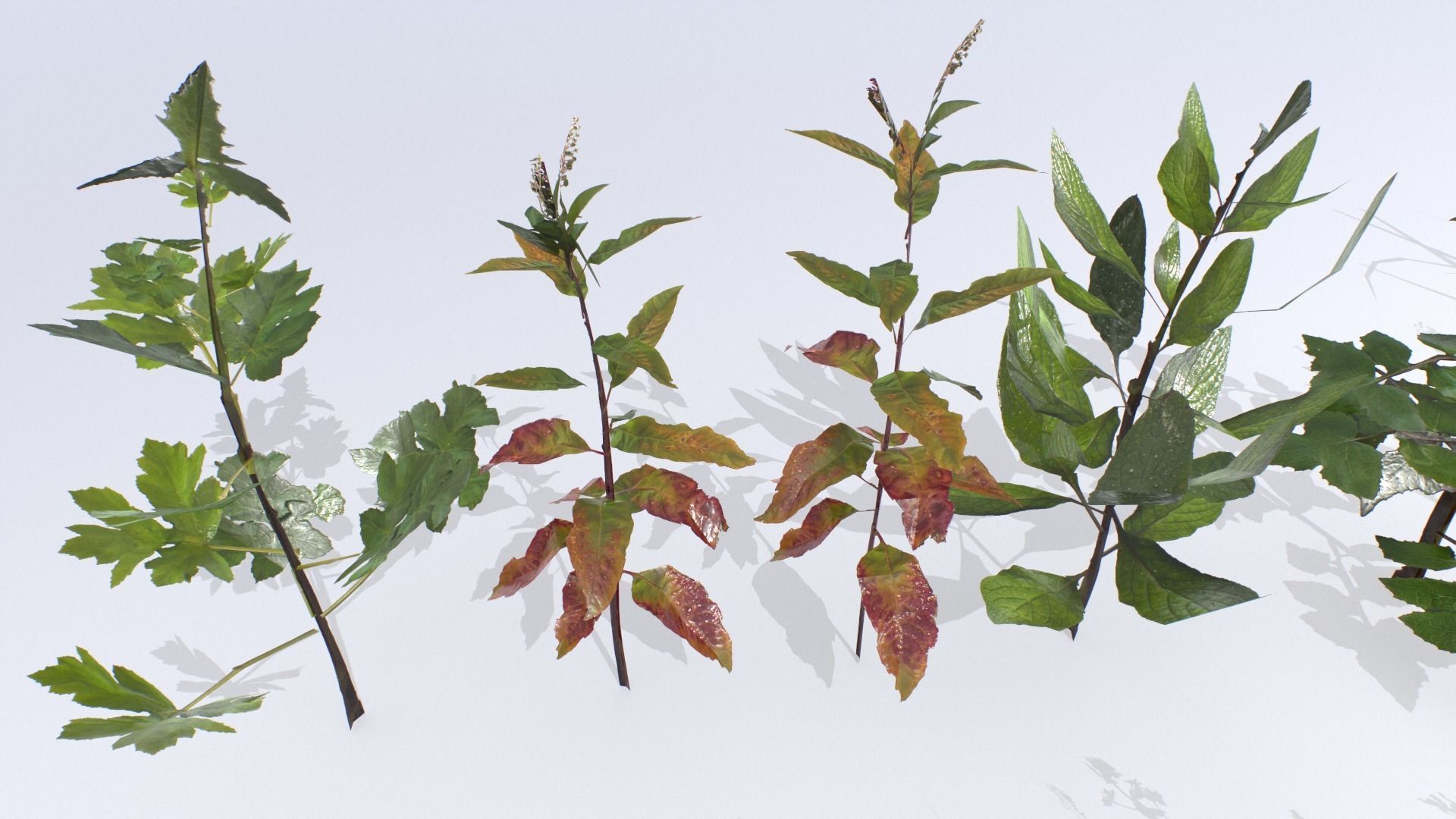 Plants Pack Low-poly 3D model_8