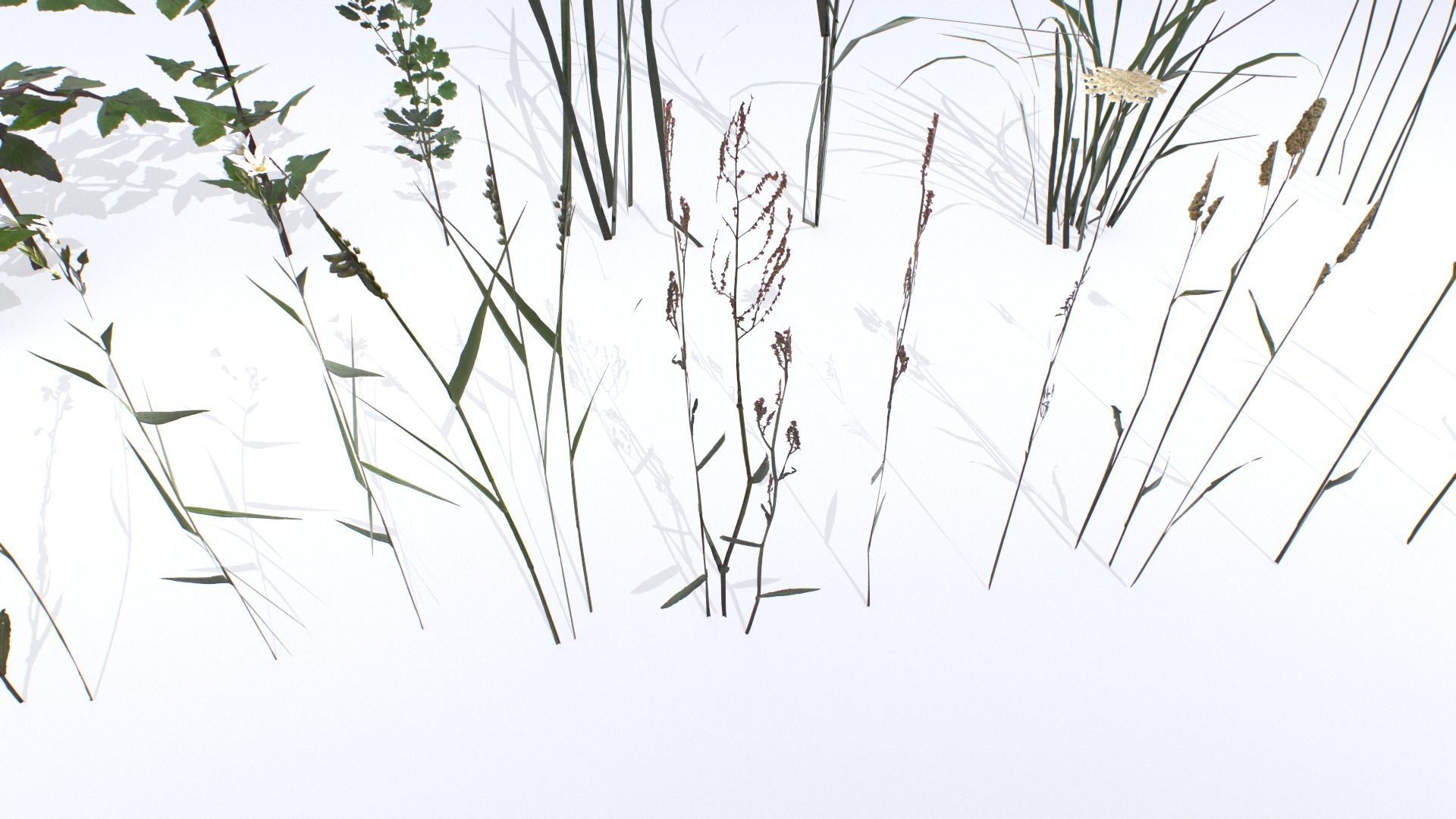 Plants Pack Low-poly 3D model_4