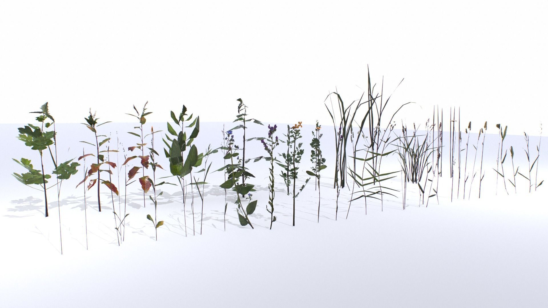 Plants Pack Low-poly 3D model_11