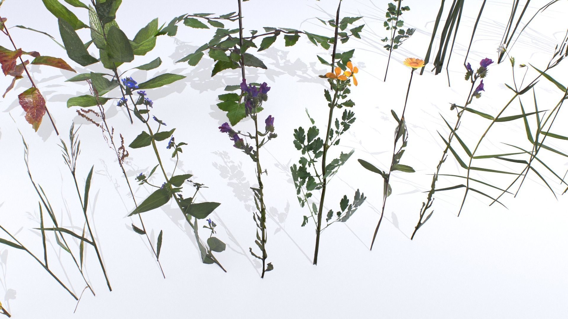 Plants Pack Low-poly 3D model_2