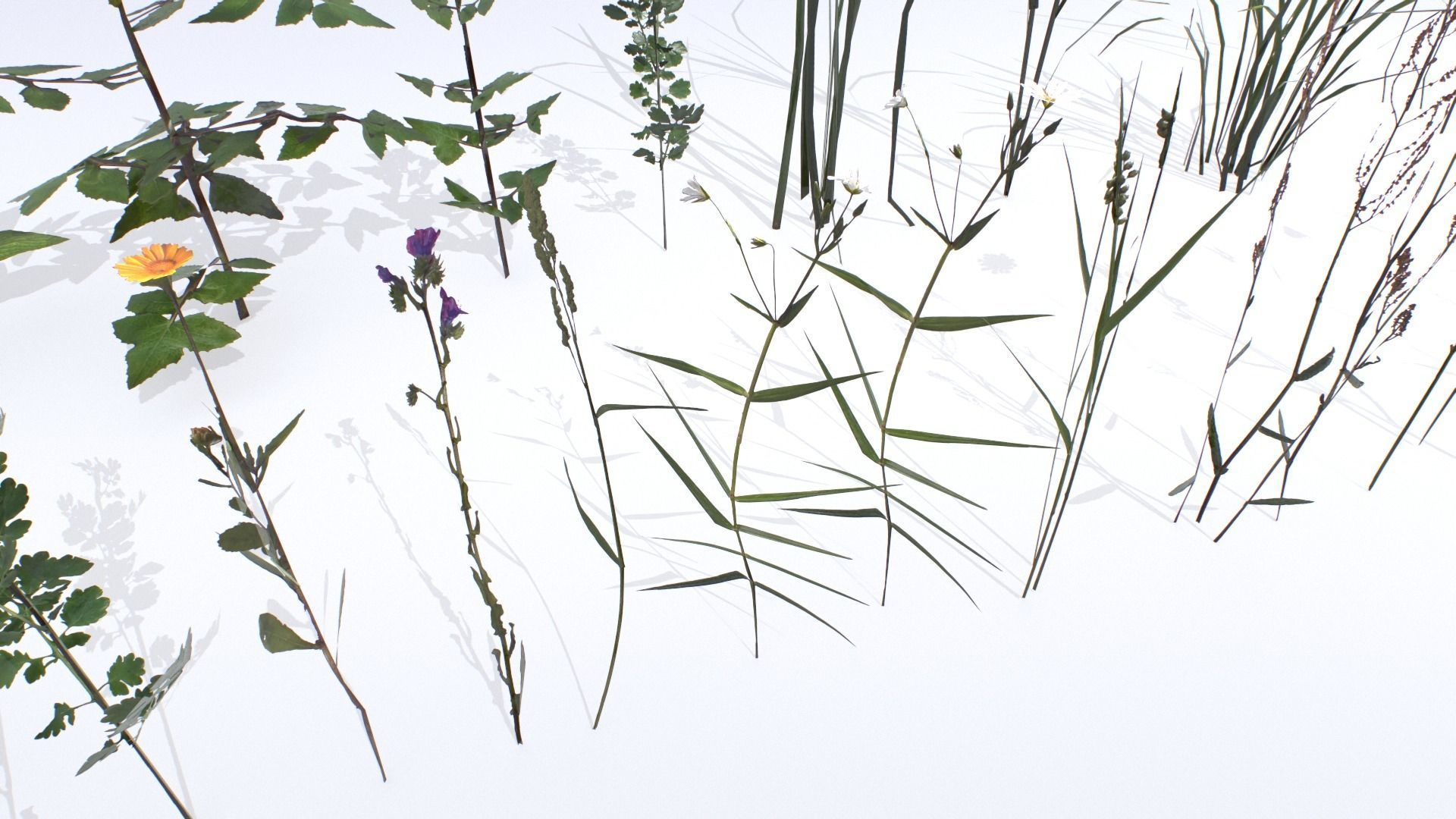 Plants Pack Low-poly 3D model_3